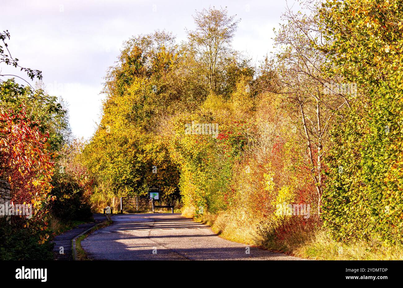 Dundee, Tayside, Schottland, Großbritannien. Oktober 2024. Wetter in Großbritannien: Die kalte Herbstsonne bringt atemberaubende natürliche Schönheit in die Wälder des Dundee Clatto Parks. Der Wind weht die Blätter von den Bäumen und sorgt für eine spektakuläre Farbenpracht der saisonalen Farben in den schottischen Wäldern. Quelle: Dundee Photographics/Alamy Live News Stockfoto