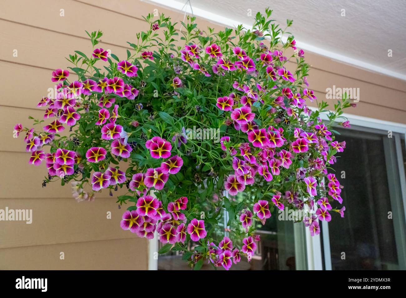 Issaquah, Washington, USA. Hängende Pflanzgefäße von Calibrachoa, krautige Pflanzen mit Holzachse, die jährlich oder mehrjährig wachsen. Stockfoto