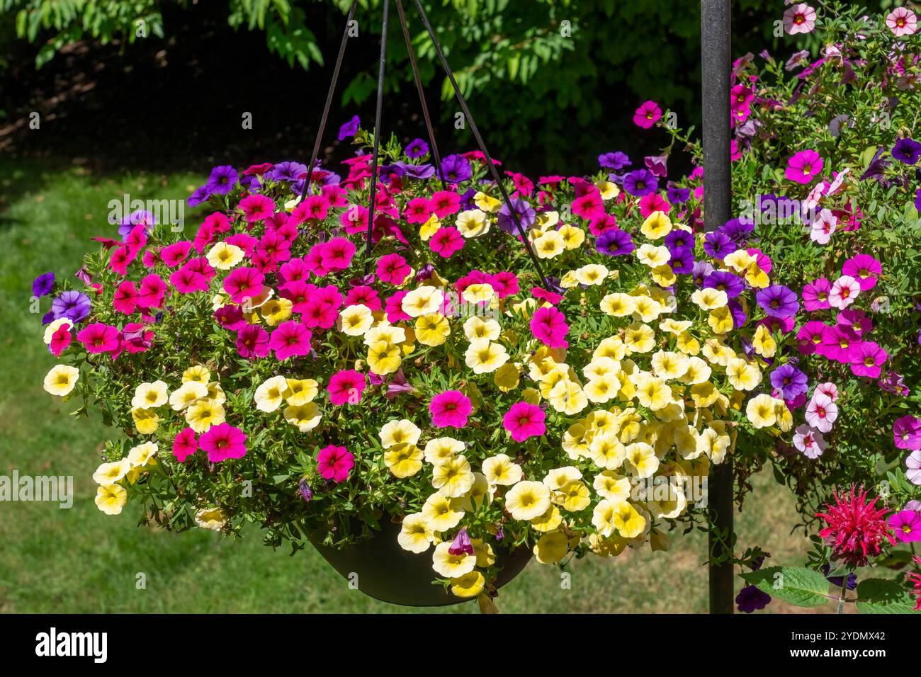 Issaquah, Washington, USA. Hängende Pflanzgefäße von Calibrachoa, krautige Pflanzen mit Holzachse, die jährlich oder mehrjährig wachsen. Stockfoto