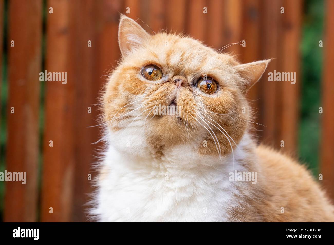 Lynwood, Washington, USA. Smush, eine exotische Kurzhaarkatze, die von einem Holzdeck aufblickt Stockfoto