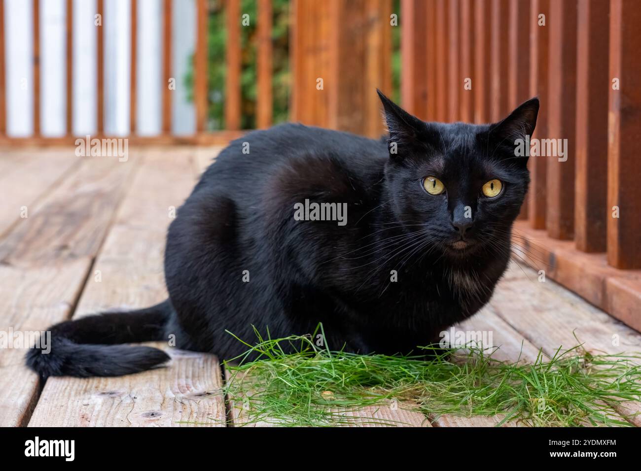 Lynwood, Washington, USA. Mr. Pickles, eine Hauskatze auf einem Holzdeck mit einem Haufen frisch gezogenem Gras Stockfoto