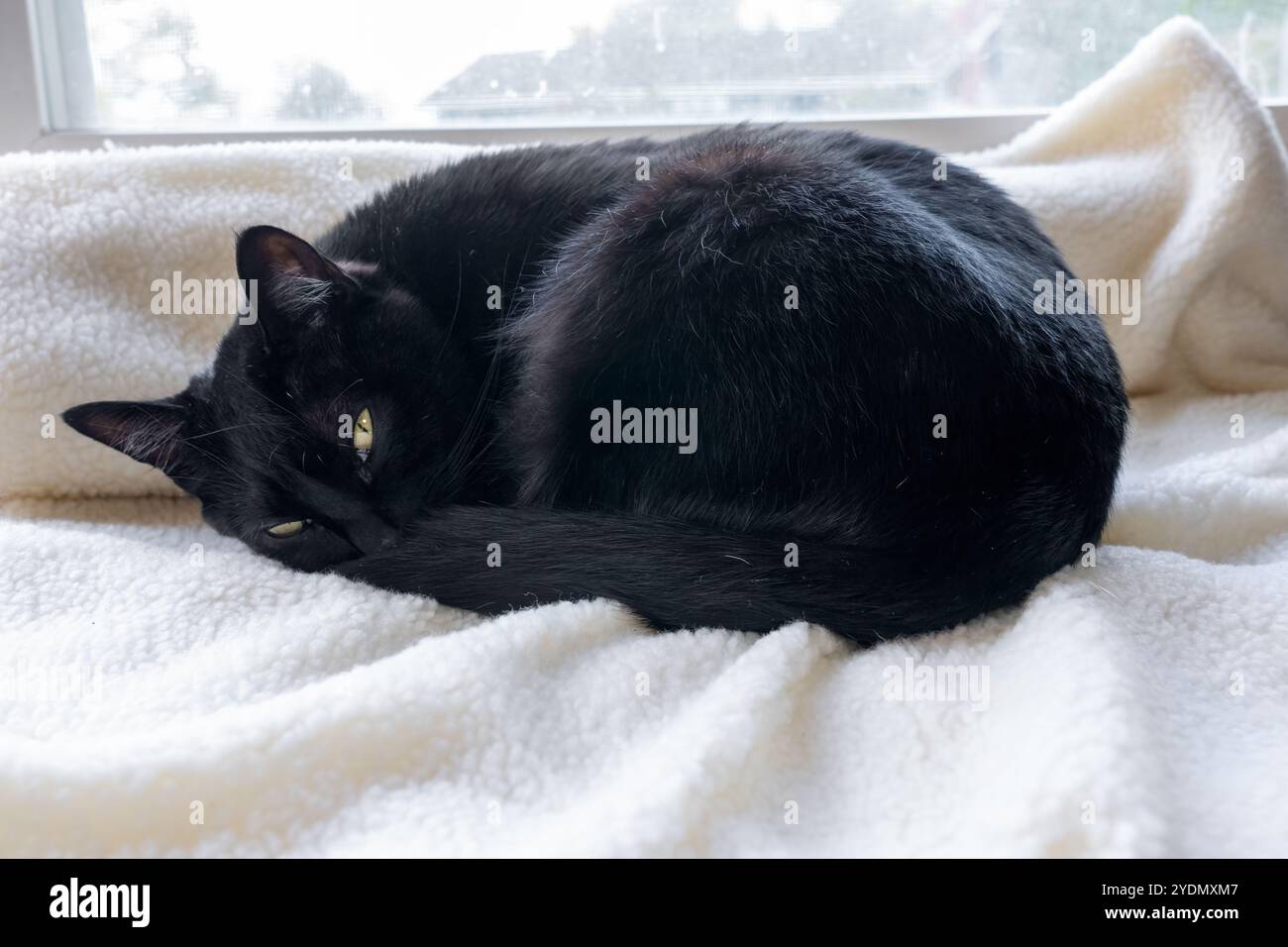 Lynwood, Washington, USA. Mr. Pickles, eine Hauskatze, die kurz vor dem Einschlafen auf einer Decke am Fenster steht Stockfoto