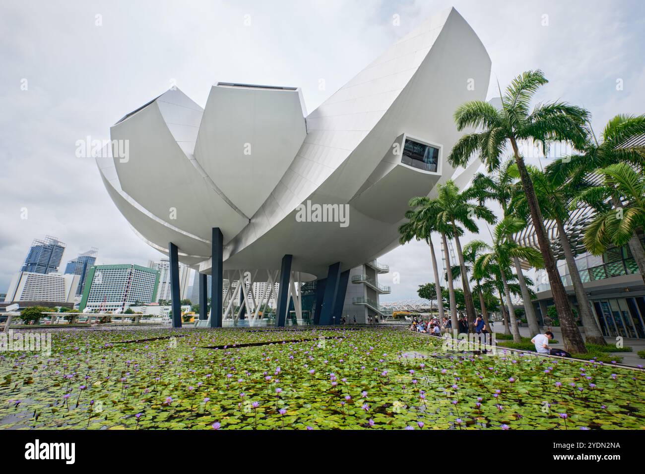 Singapur - 14. August 2024: Futuristische Architektur Lotus-förmiges Design des Art Science Museums vor Marina Bay Sands Stockfoto
