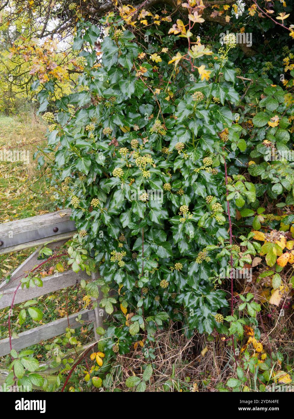 Herbstasche und Efeu Stockfoto