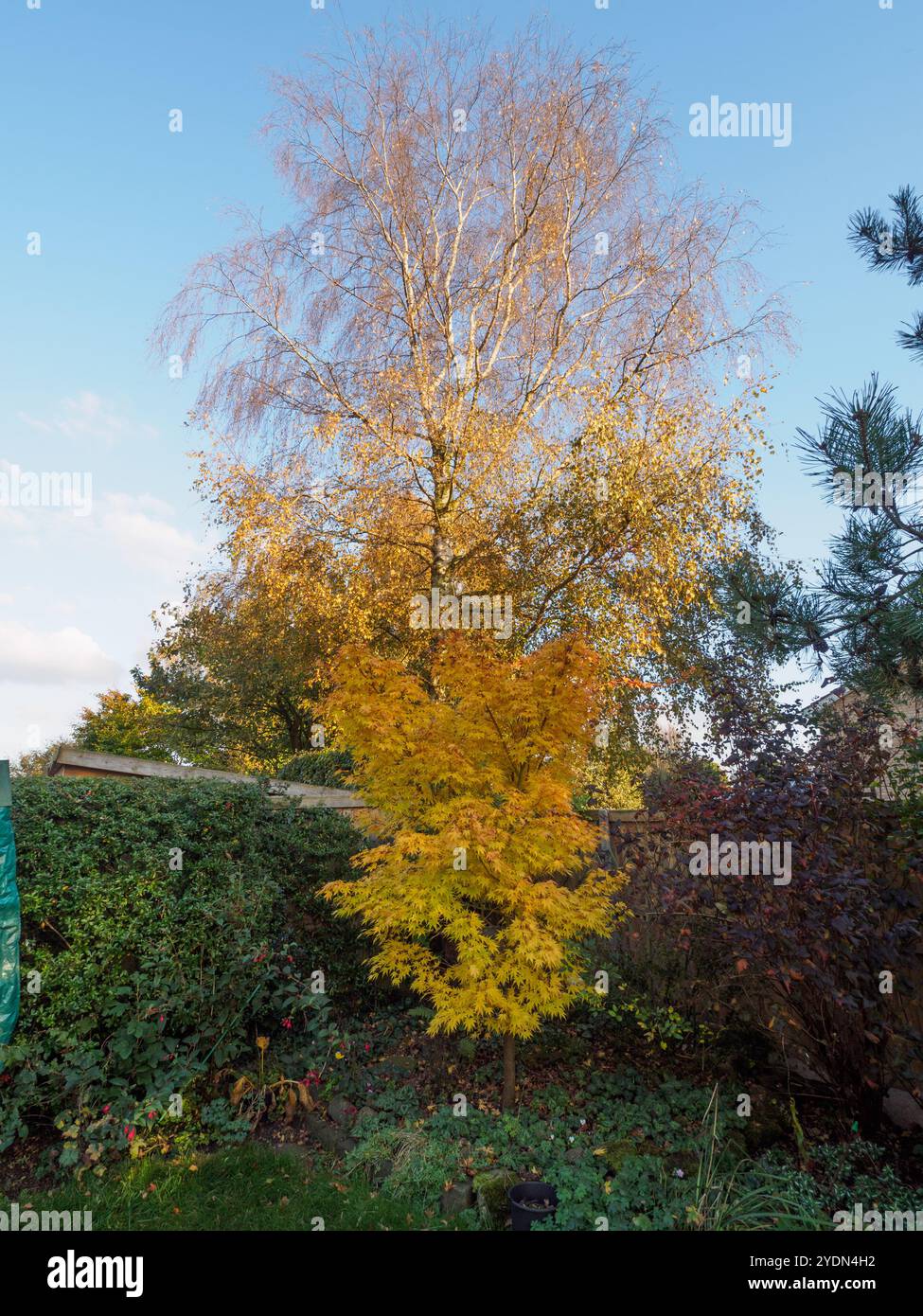 Herbstfarbe in unserem Garten Stockfoto