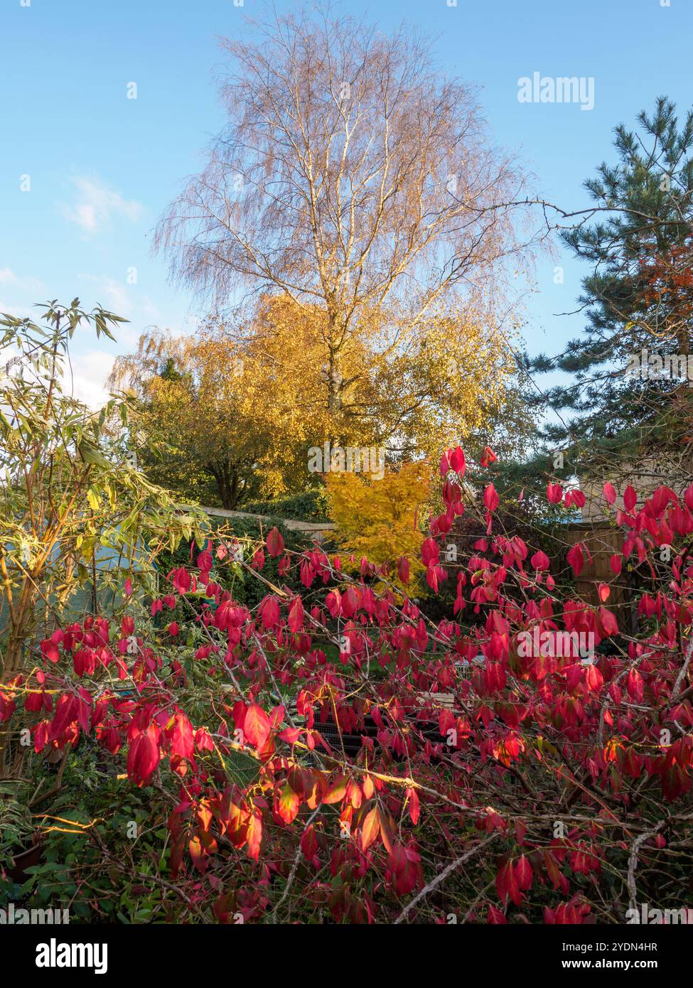 Herbstfarbe in unserem Garten Stockfoto