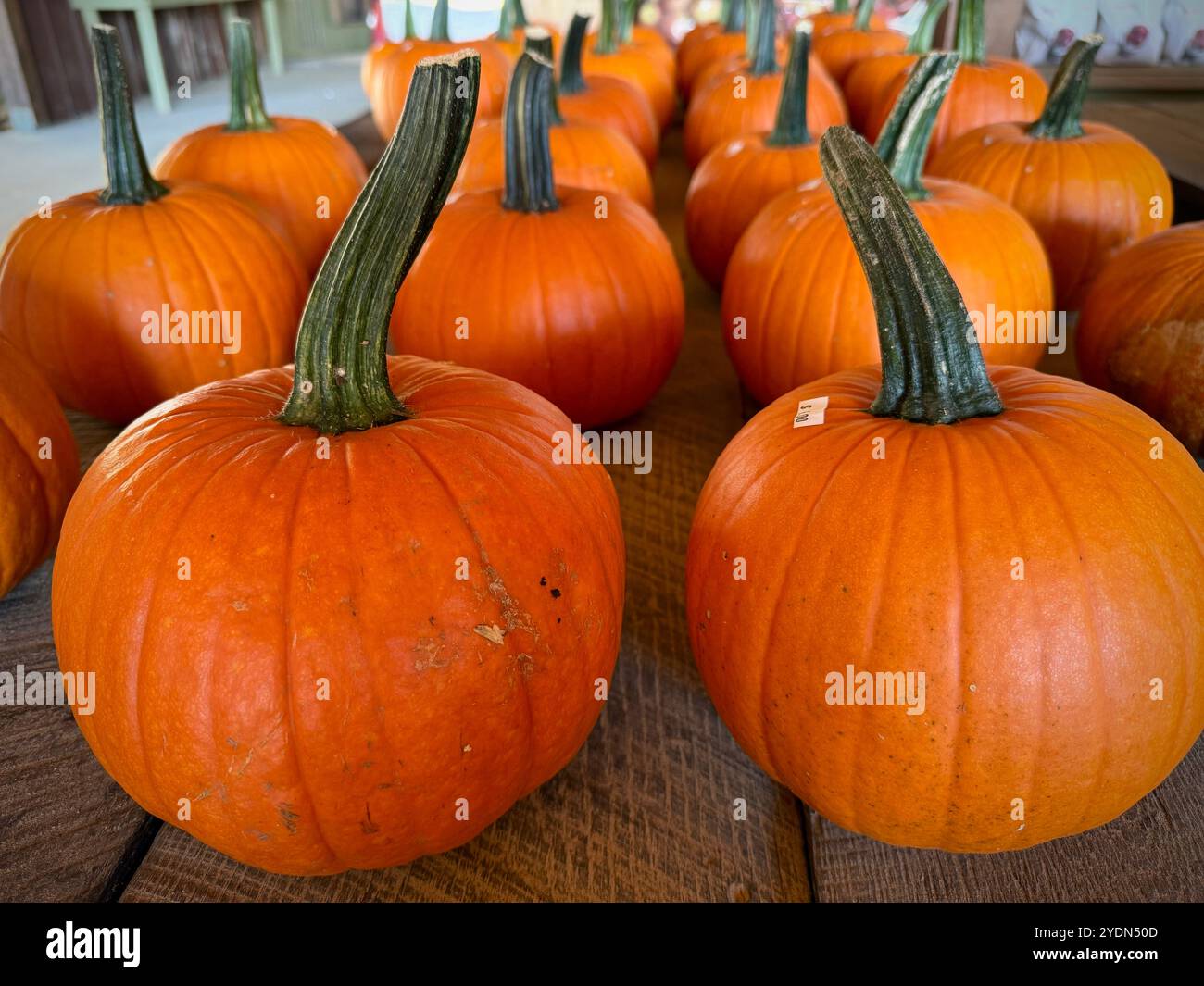 Klassische Feldkürbisse (Cucurbita pepo) mit leuchtend orangefarbener Haut und kräftigen grünen Stielen, perfekt zum Schnitzen, Dekorieren und Herbstfeiern - Smartphone-aufgenommenes Stockfoto