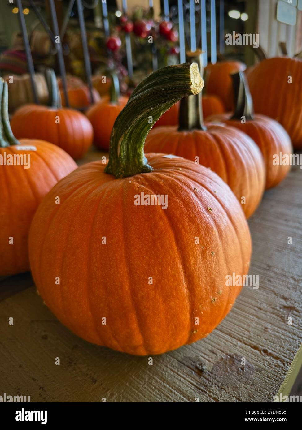 Hellorangefarbener Feldkürbis (Cucurbita pepo) mit hohem grünem Stiel, ideal für Schnitzereien oder Herbstdekorationen, die das Wesen der Herbstsaison einfangen Stockfoto