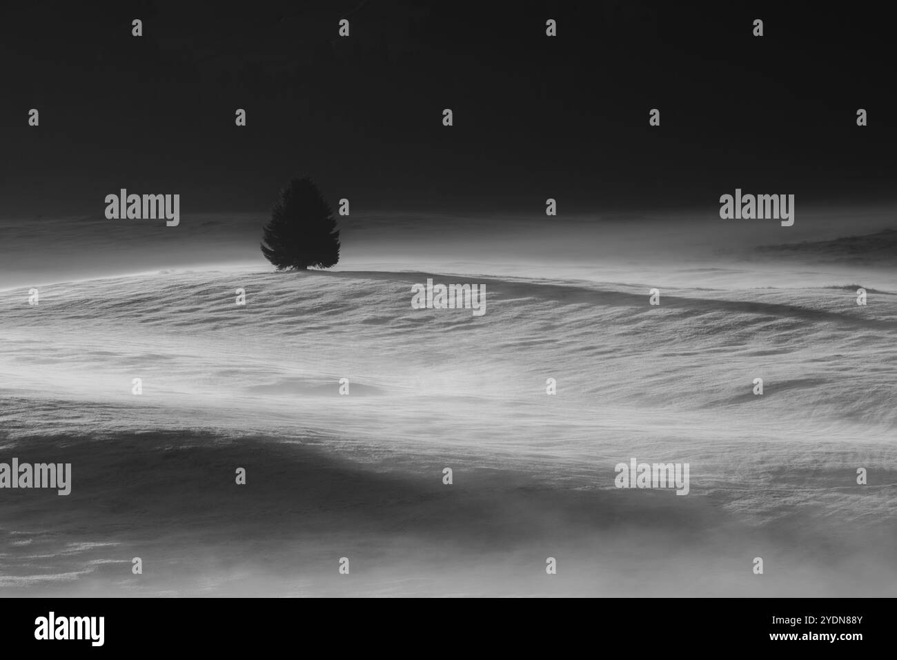 Das Moody Dawn Light im Morgennebel wirft lange Schatten über die stillen Wiesen der Seiser Alm, und ein einsamer Baum verleiht der Ruhe Tiefe Stockfoto