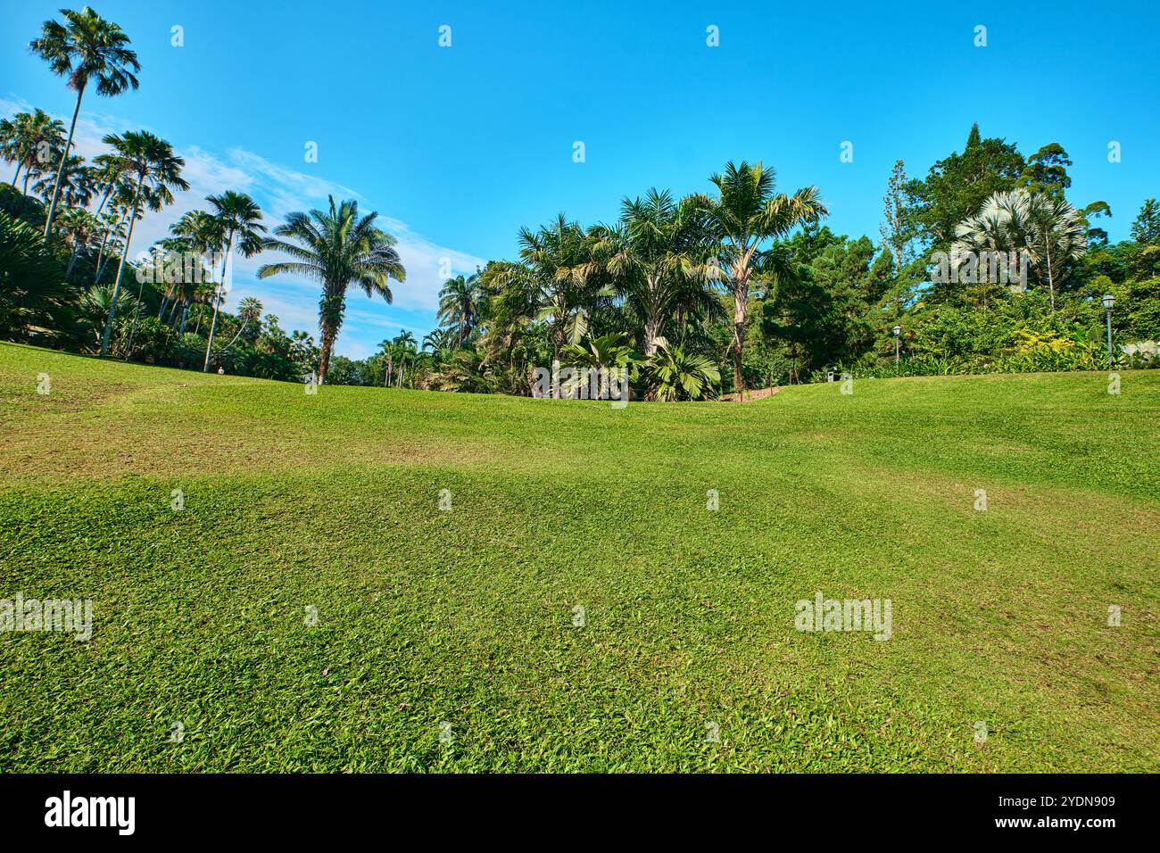 Singapur - 13. August 2024: Rasen im Botanischen Garten von Singapur Stockfoto