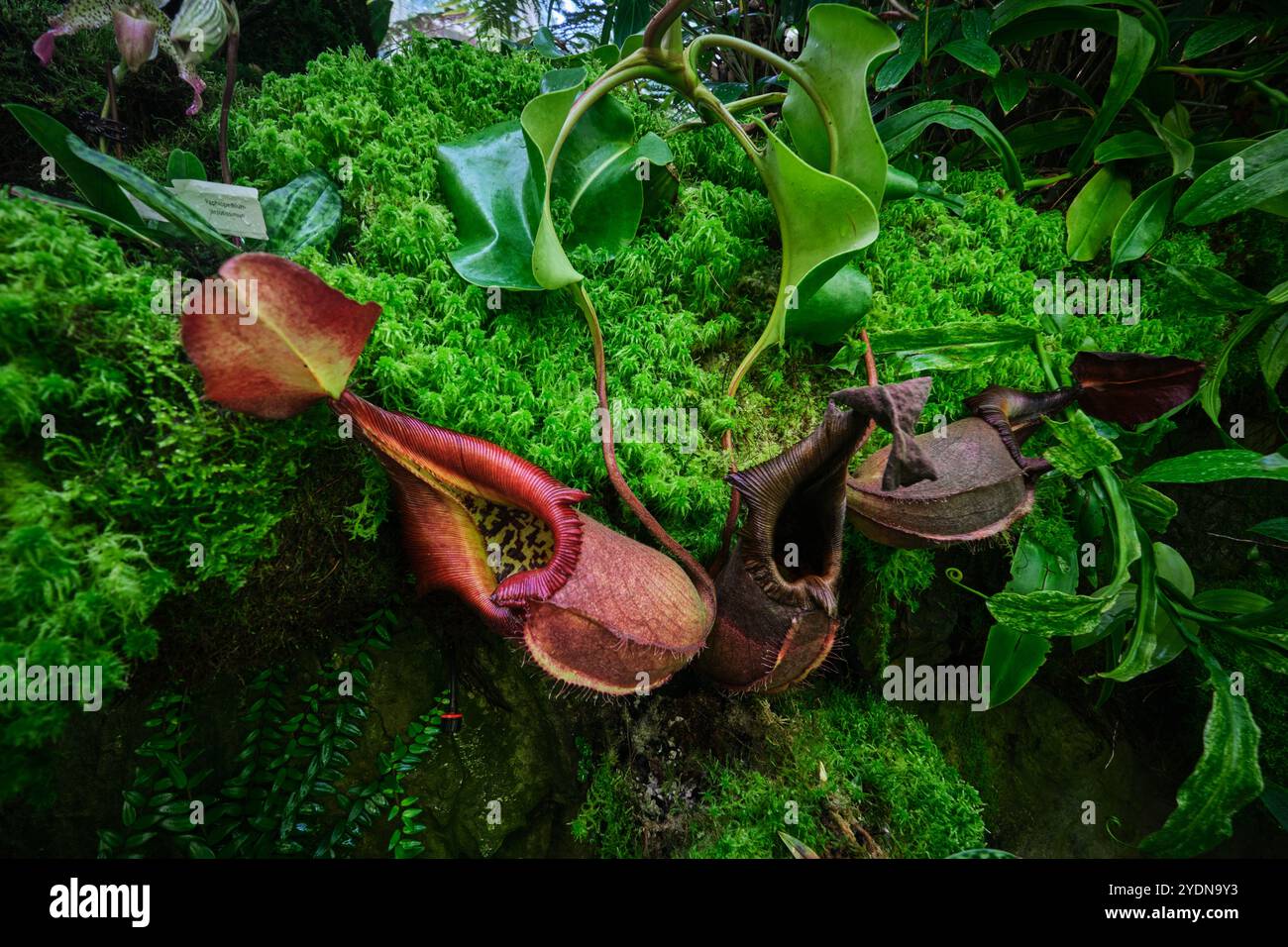 Singapur - 13. August 2024: Tropische Nepenthes rajah fleischfressende Kannenpflanze, Pflanzen sind Raubtiere. Insektenfangpflanze Stockfoto
