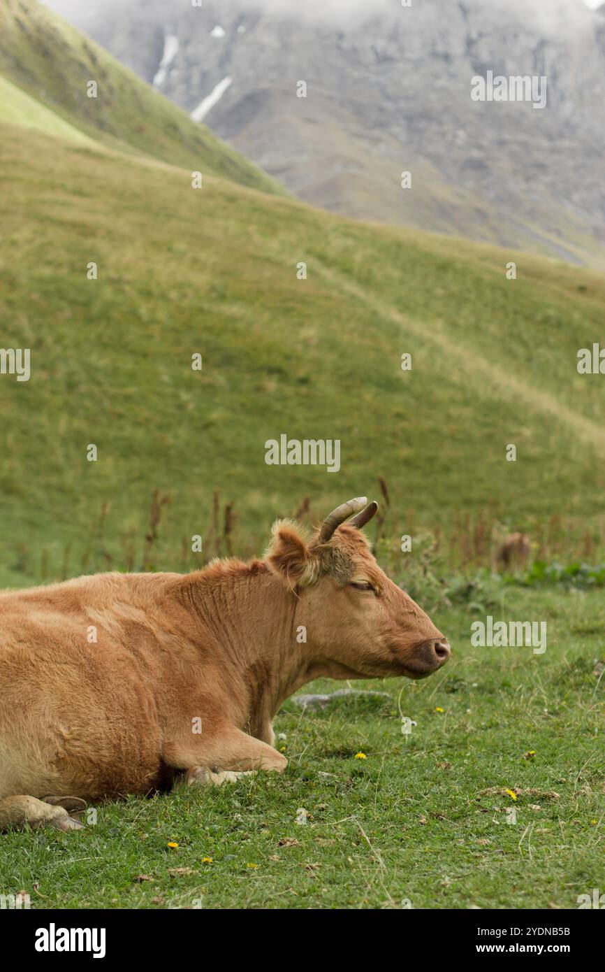 Eine hellbraune Kuh, die auf einem grasbewachsenen Hügel liegt und einen Moment der Ruhe in einer ruhigen, natürlichen Umgebung genießt. Stockfoto