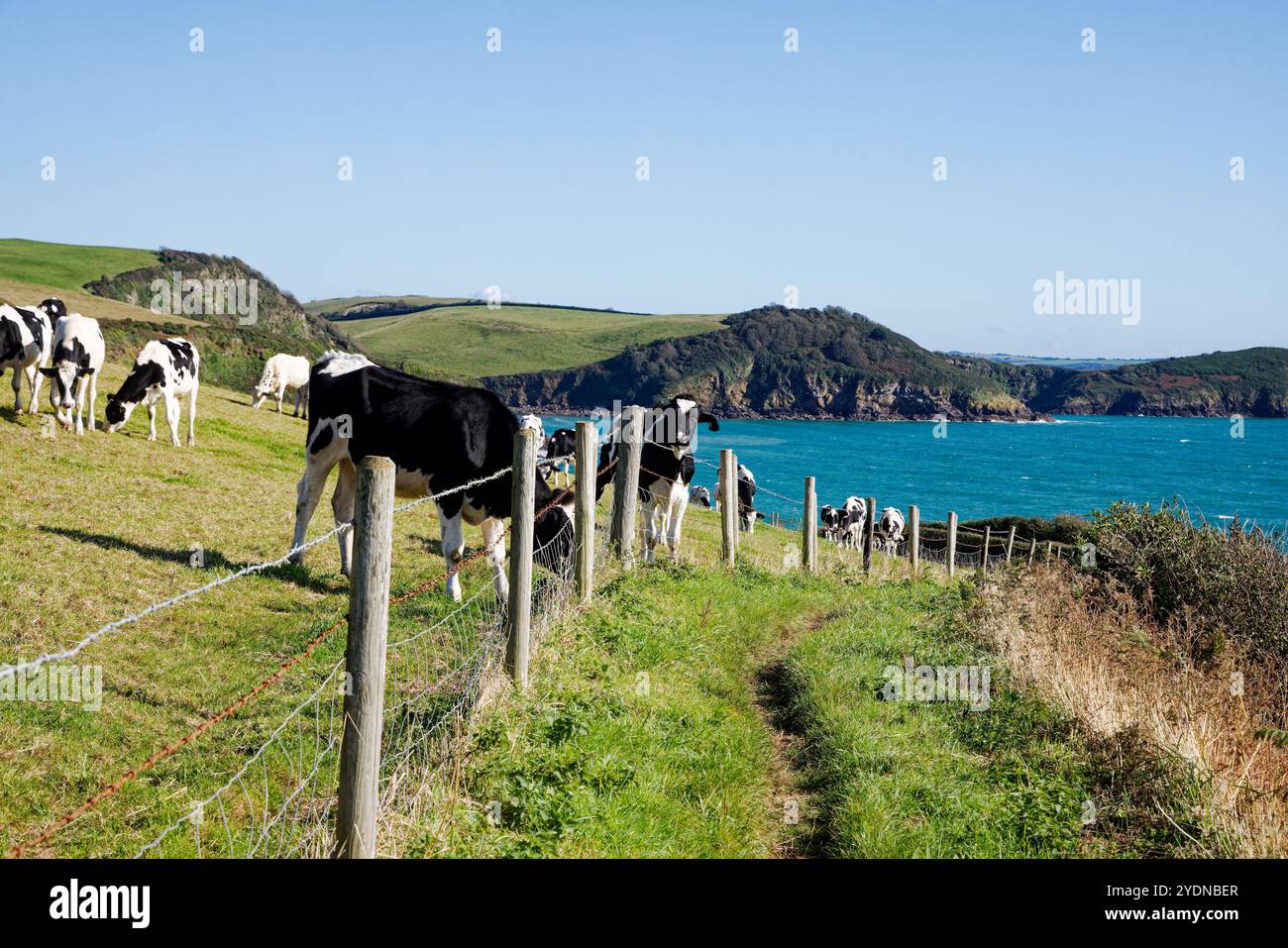 Rinder grasen am SW Coast Path oberhalb der Polrudden Cove bei Pentewan, Cornwall. Stockfoto