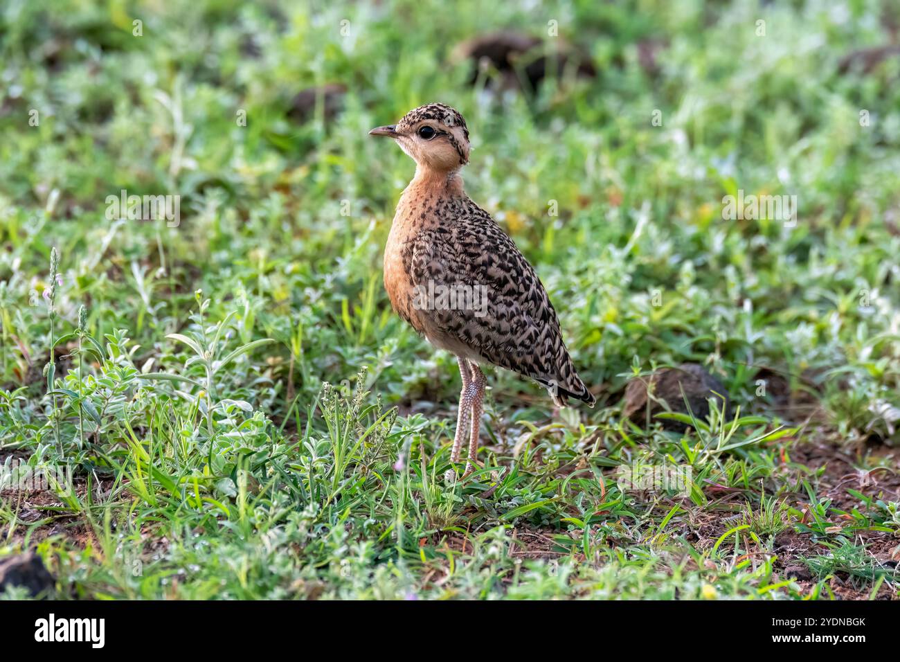 Ein indischer Kurser hockte auf dem Boden im Grasland in Bhigwan, Maharastra Stockfoto