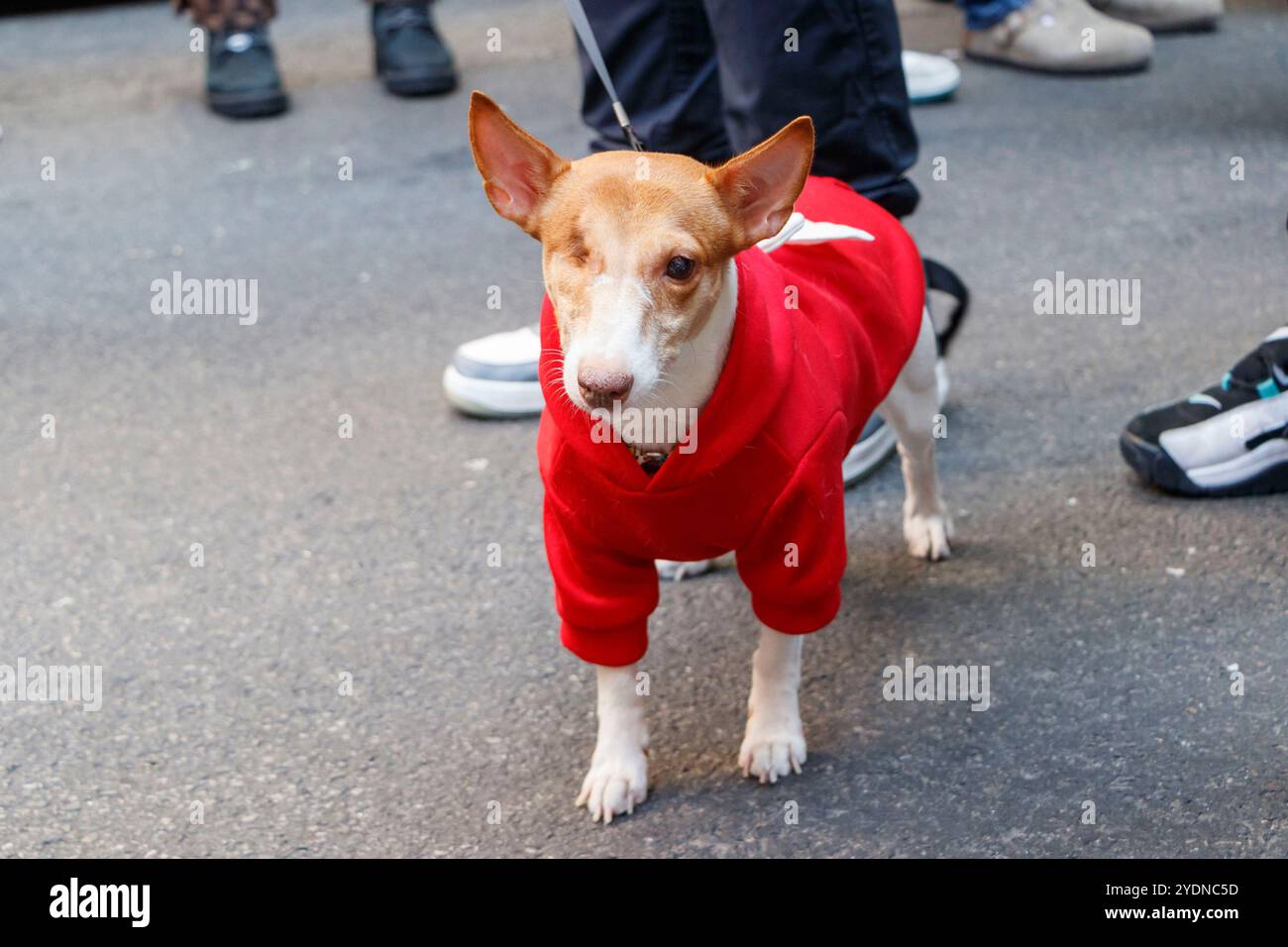 Ein kleiner einäugiger Hund mit rotem Kapuzenpullover steht auf einer Straße, umgeben von Schuhen und Beinen, und blickt neugierig in die Kamera Stockfoto