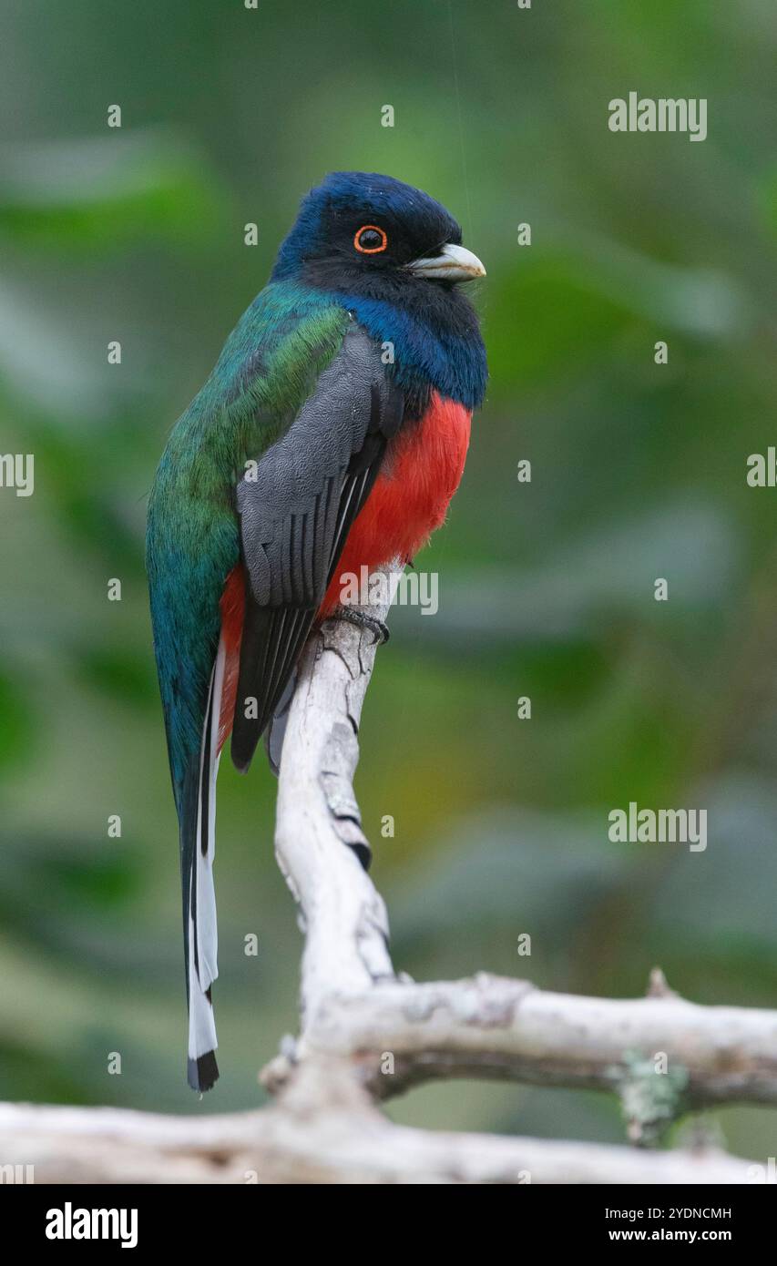 Algumas aves da região Sudeste do Brasil. Stockfoto