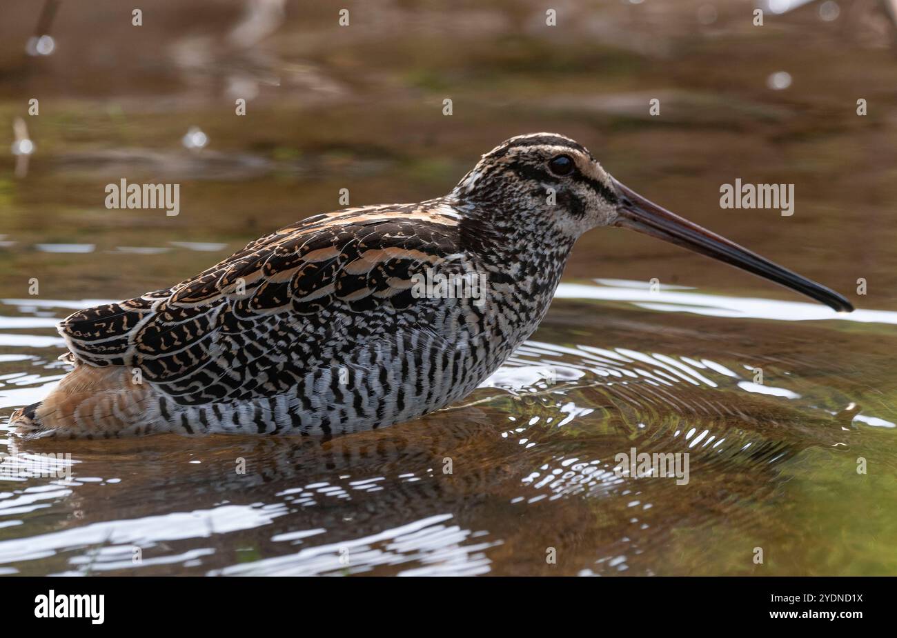 Algumas aves da região Sudeste do Brasil. Stockfoto