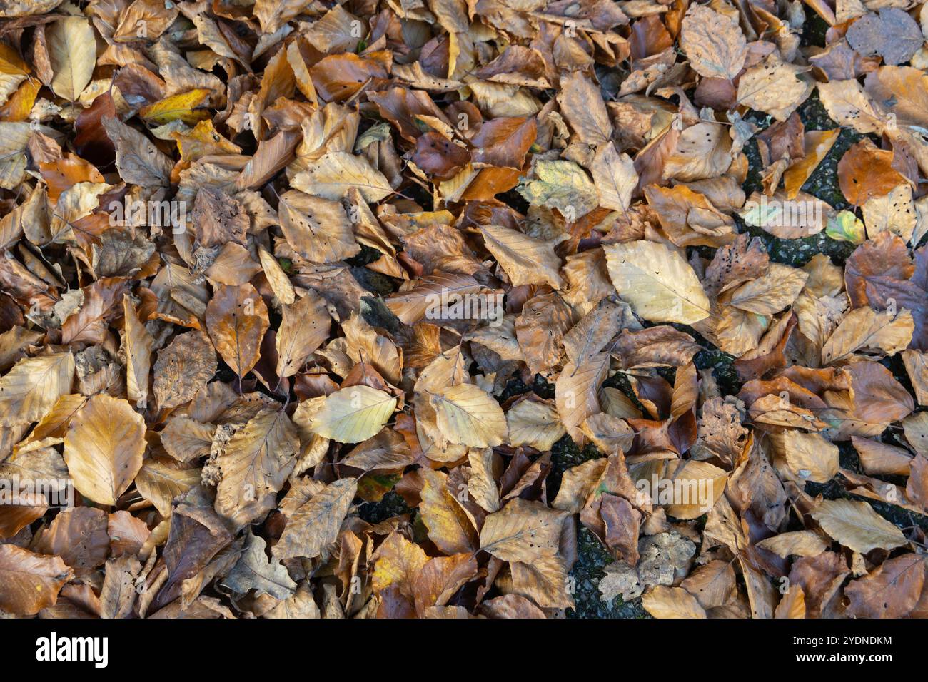 Herbstlaub auf Pflaster Stockfoto