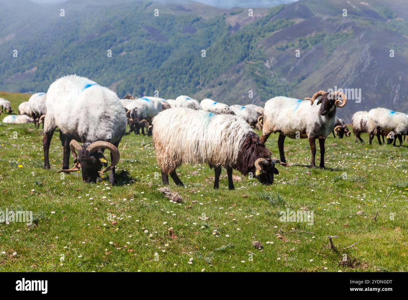 Die Schafe grasen friedlich auf den grünen Weiden der französischen Pyrenäen und zeigen die natürliche Schönheit in einer ruhigen Landschaft. Stockfoto