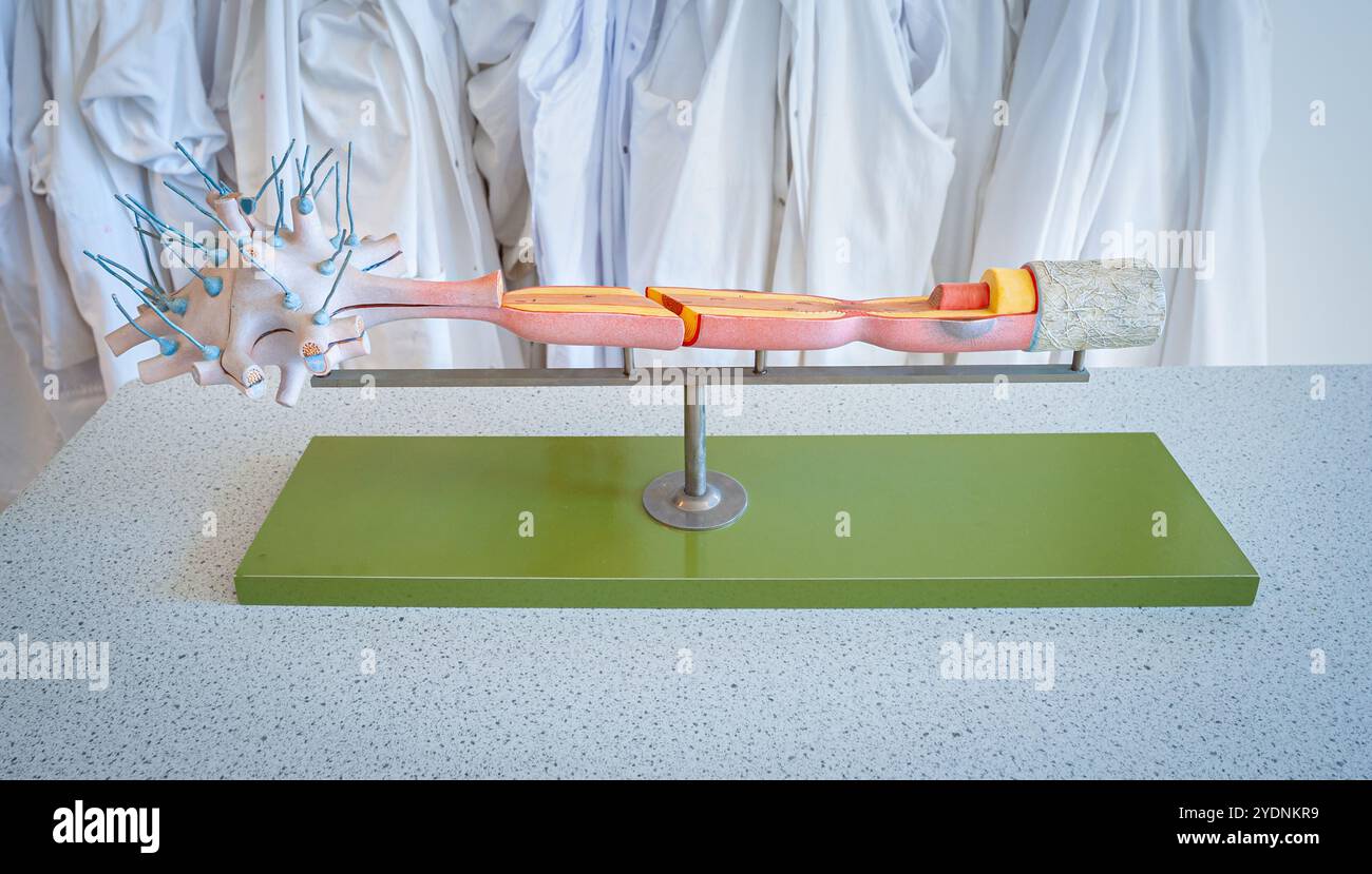 Plastisches Modell eines Nervs, stark vergrößert. Wird in Biologiekursen verwendet. Stockfoto