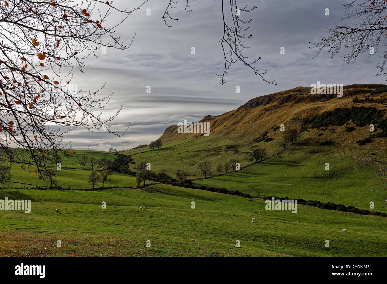 Könige sitzen in den Sidlaw Hills von Perthshire, wo Schafe auf den rauen Weiden und Feldern des Tals nahe Abernyte weiden. Stockfoto