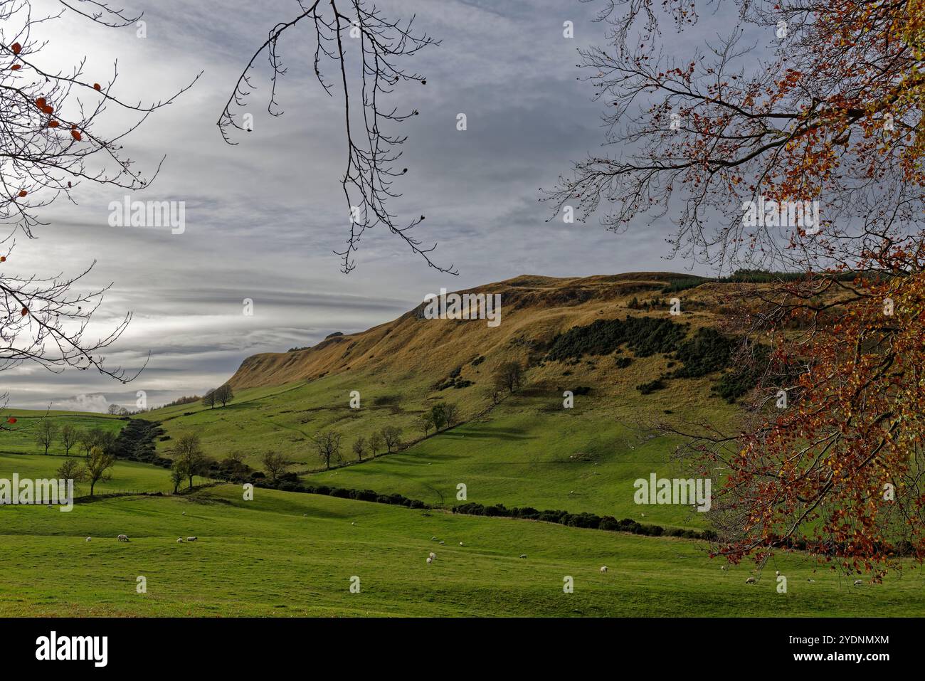 Könige sitzen in den Sidlaw Hills von Perthshire, wo Schafe auf der rauen Weide weiden und Blätter auf den Bäumen Golden werden, wenn der Herbst kommt. Stockfoto