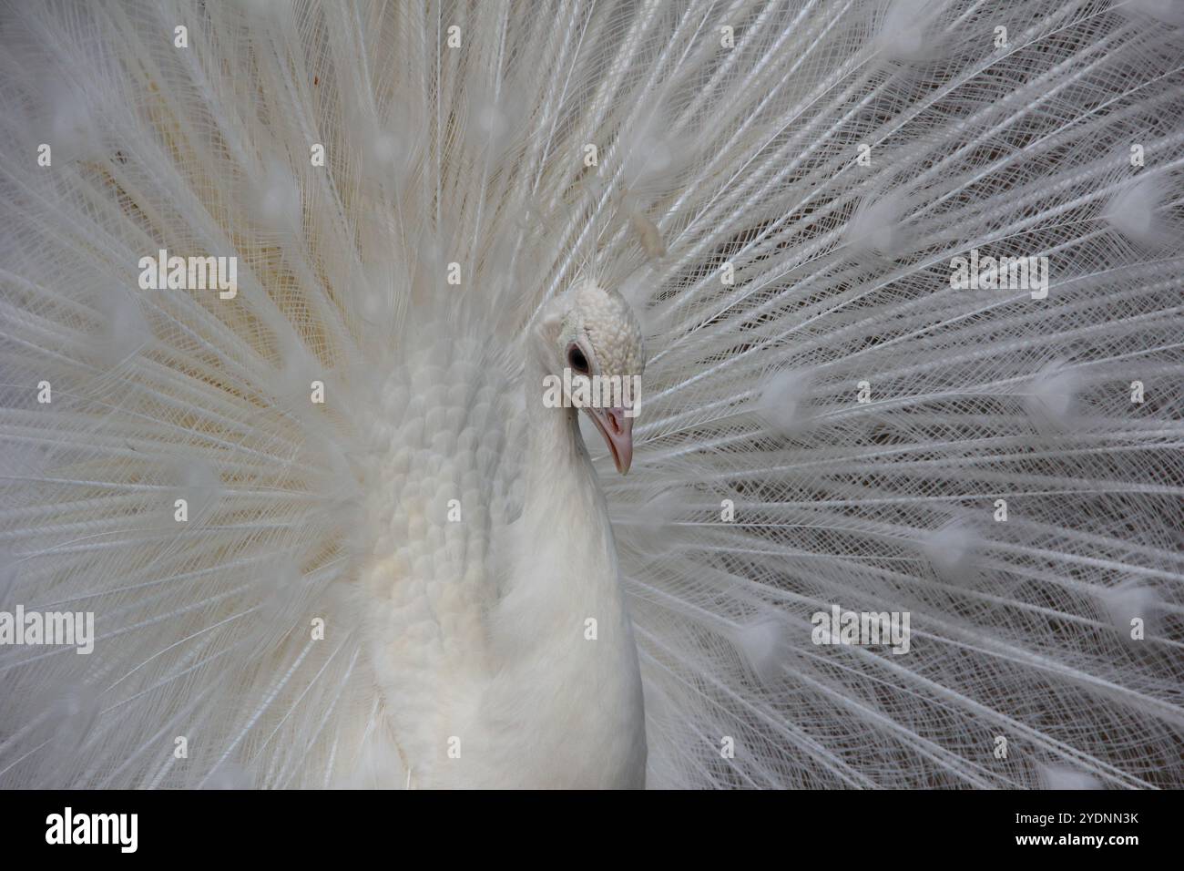 Ein atemberaubender weißer Pfau zeigt seine wunderschönen, aufgefächerten Federn, die Eleganz und Anmut verkörpern. Die komplizierten Details des Gefieders fangen an Stockfoto