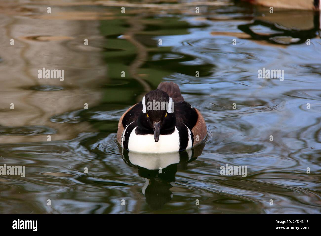 Eine Merganser-Ente mit Kapuze gleitet anmutig auf ruhigem Wasser und zeigt ihre markanten Markierungen und ihre ruhige Präsenz. Die reflektierende Oberfläche verbessert den Stockfoto