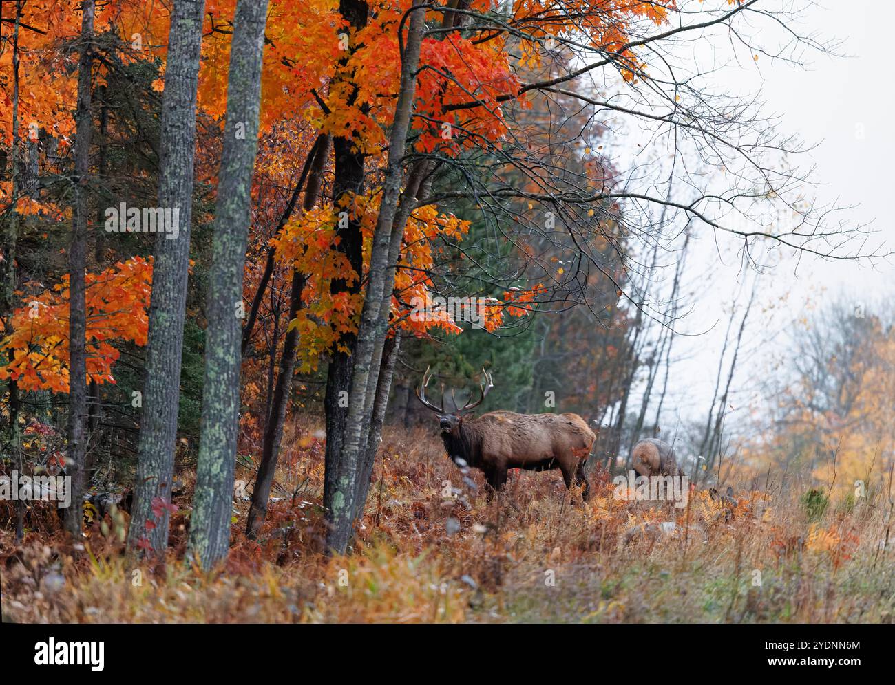 Bullenelche während der Furche im Clam Lake-Gebiet im Norden von Wisconsin. Stockfoto