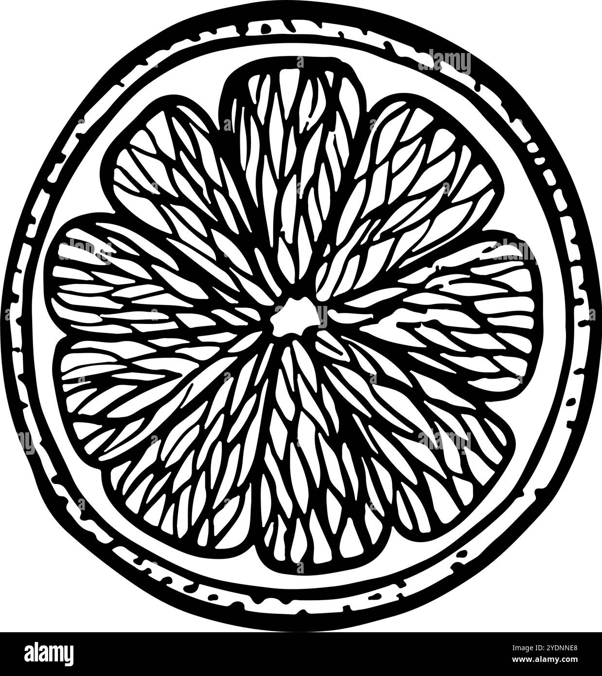 Eine Scheibe Zitrone. Vektorgrafik-Illustration von geschnittener Limette, Orange, Grapefruit. Ein schwarz-weißes handgezeichnetes Bild einer Zitrusfrucht. Auf einem weißen bac Stock Vektor