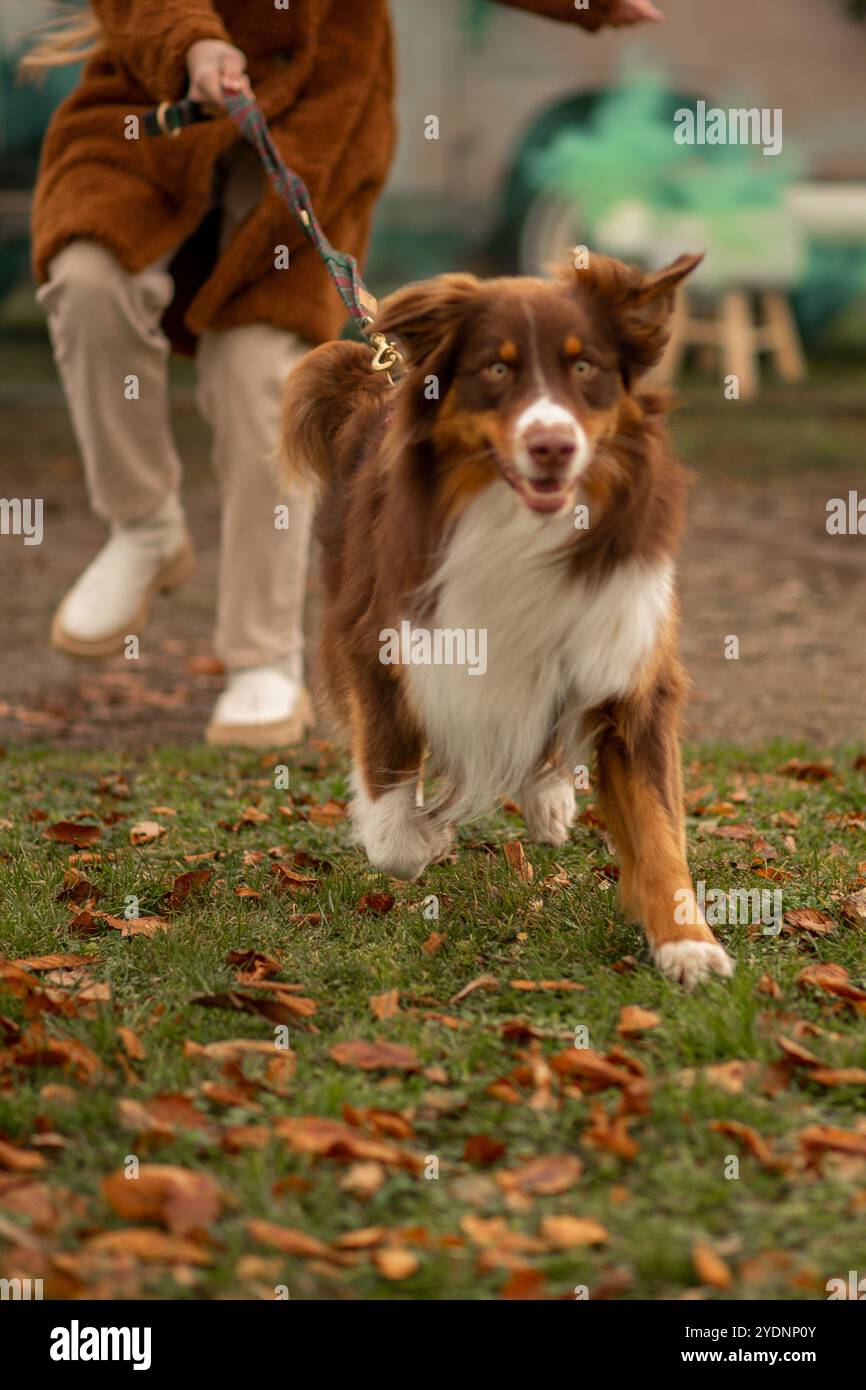 Ein lebhafter brauner und weißer Hund läuft begeistert durch ein grasbewachsenes Gebiet, das mit Herbstlaub bedeckt ist, während sein Besitzer dicht hinter sich geht, warm gekleidet Stockfoto