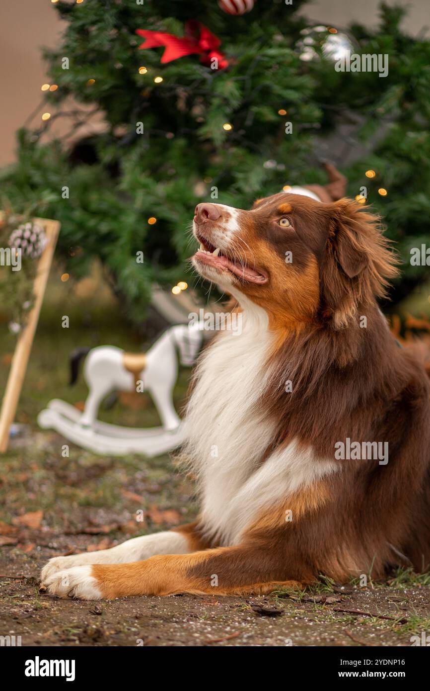 Ein fröhlicher Hund entspannt sich in der Nähe eines wunderschön geschmückten Weihnachtsbaums, umgeben von Weihnachtsdekorationen und einer rustikalen Atmosphäre, die den festlichen spi einfängt Stockfoto