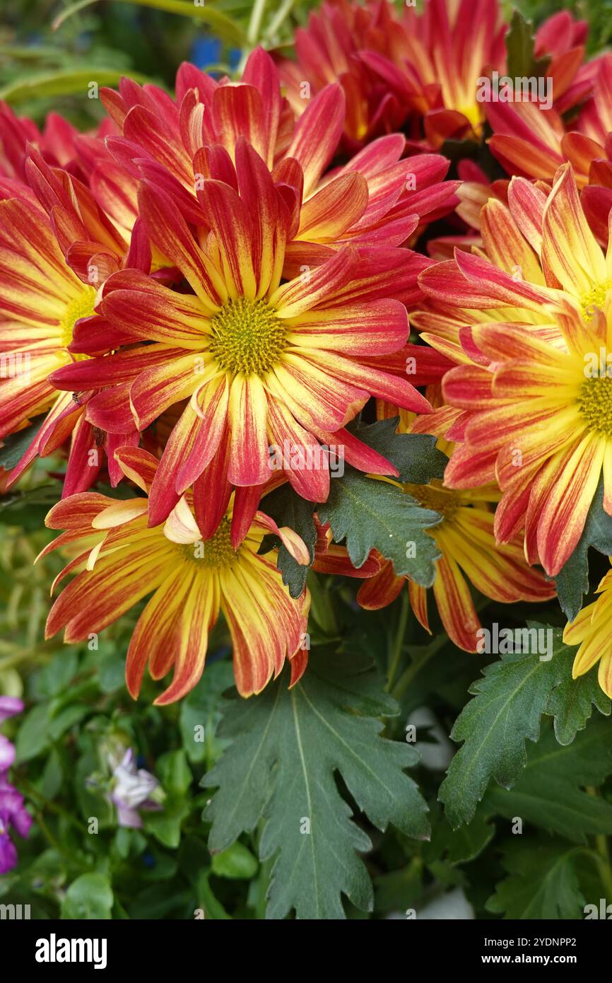 Blühende Chrysantheme in einem südkalifornischen Garten, USA Stockfoto