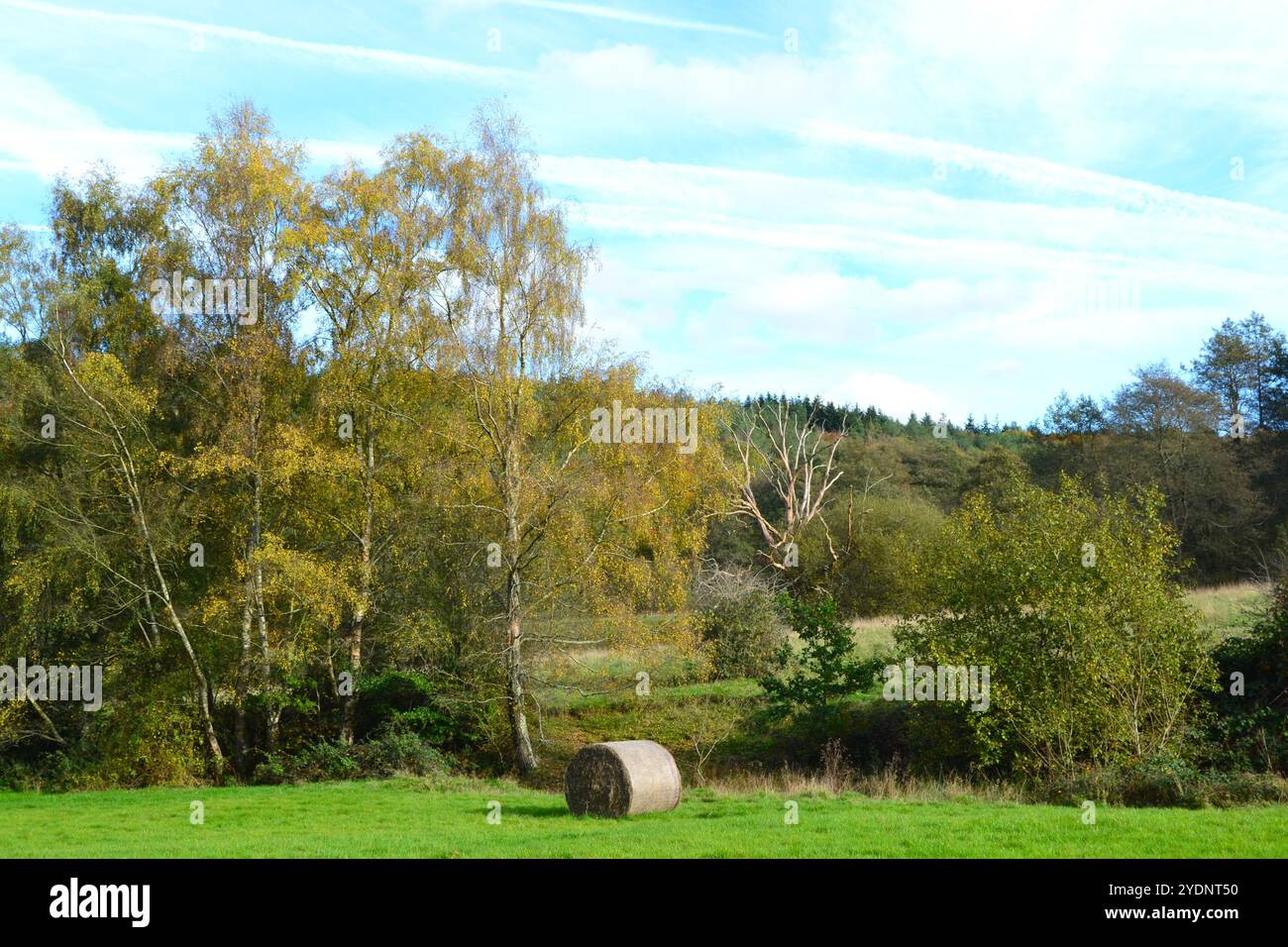 Landschaft rund um die Wasserwiesen des Infant River Darent, Hosey Common, Kent, im Oktober. Klarer Himmel mit Dampfpfaden, Kondensstreifen und wunderschönen Bäumen Stockfoto