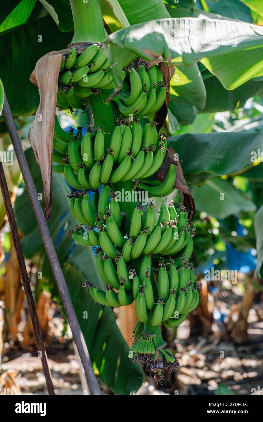Grüne Bananen auf dem Baum Stockfoto