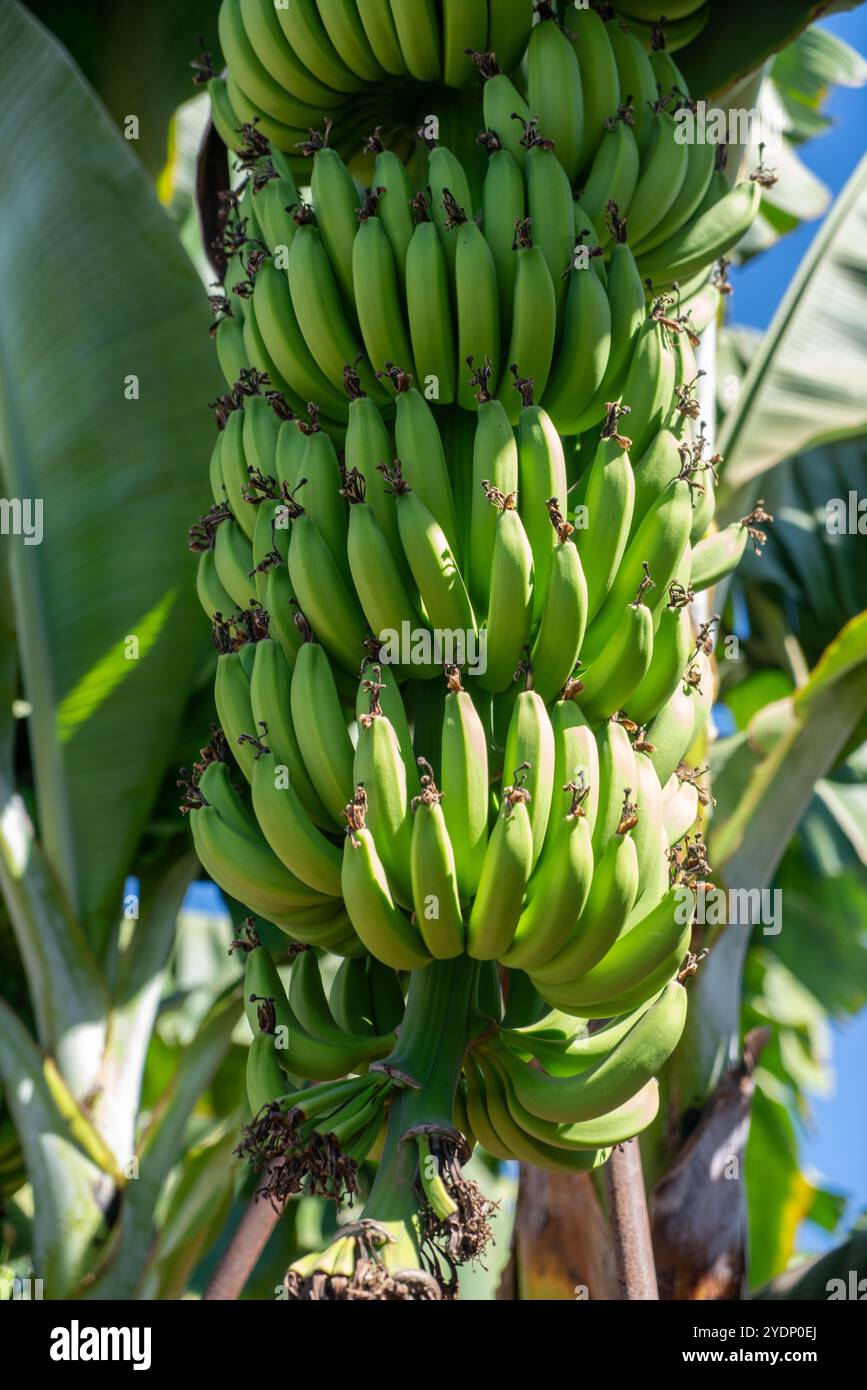 Grüne Bananen auf dem Baum Stockfoto