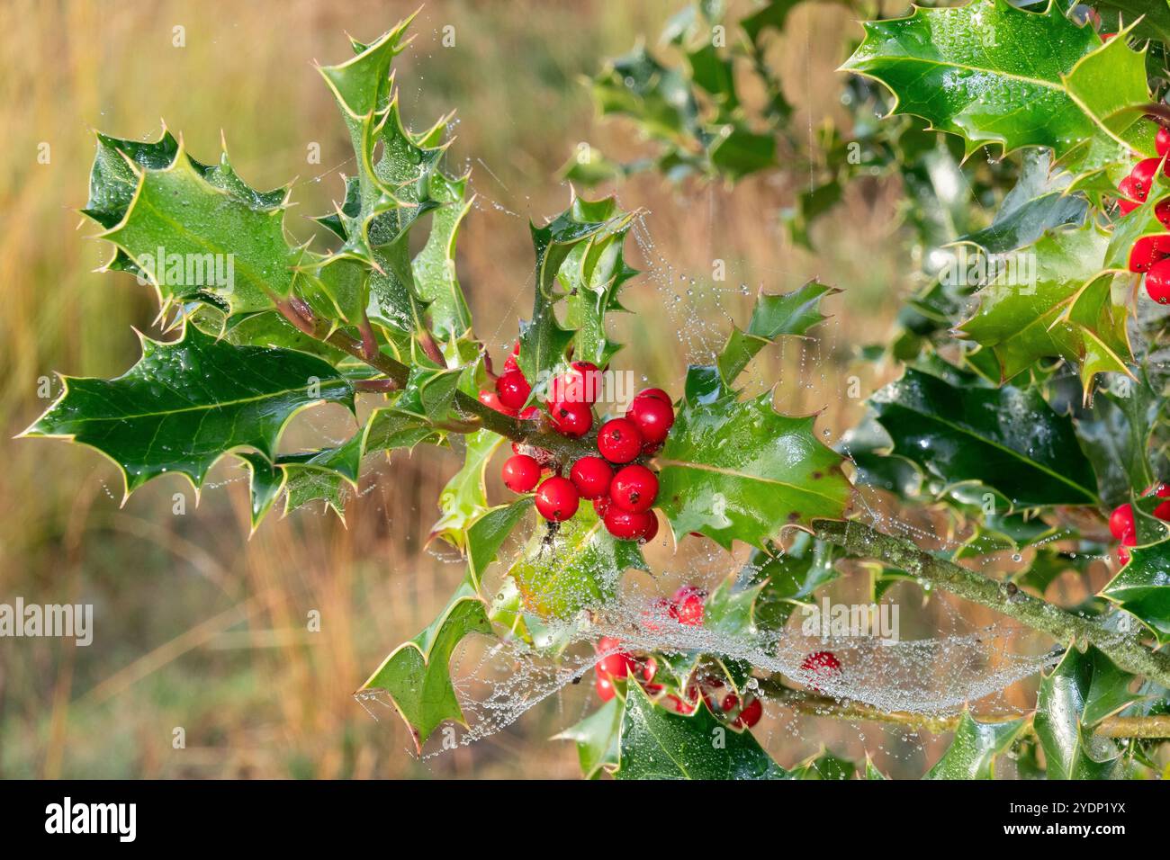 Stachelige Blätter und rote Beeren eines Stechpalmenbusches, verziert mit Spinnennetzen voller Tautropfen Stockfoto