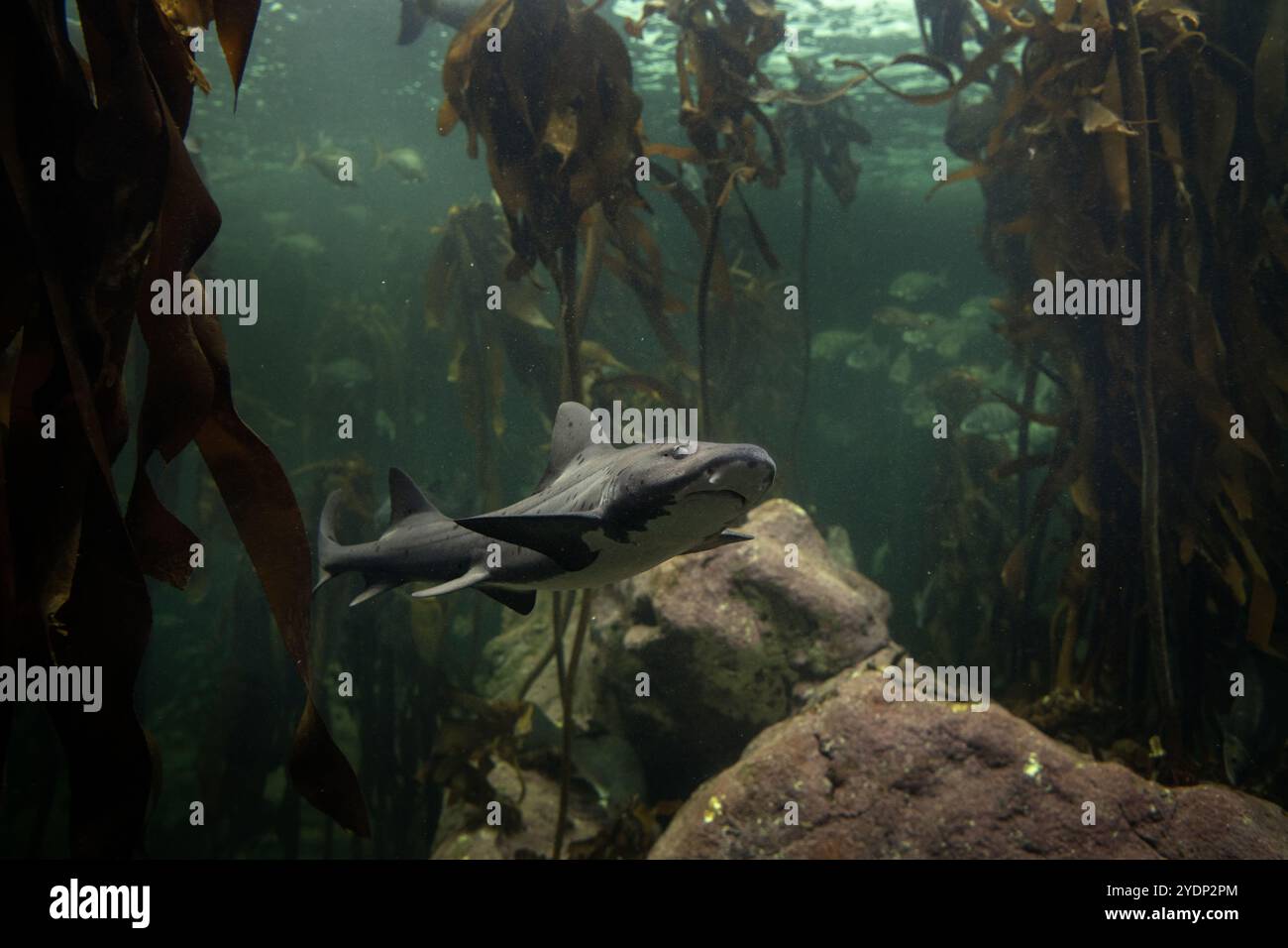 Gefleckter Rindenhai im Seetangwald. Triakis megalopterus im zwei-Ozean-Aquarium in Kapstadt. Sharptooth Hundhai an der Küste in Süd-Afri Stockfoto