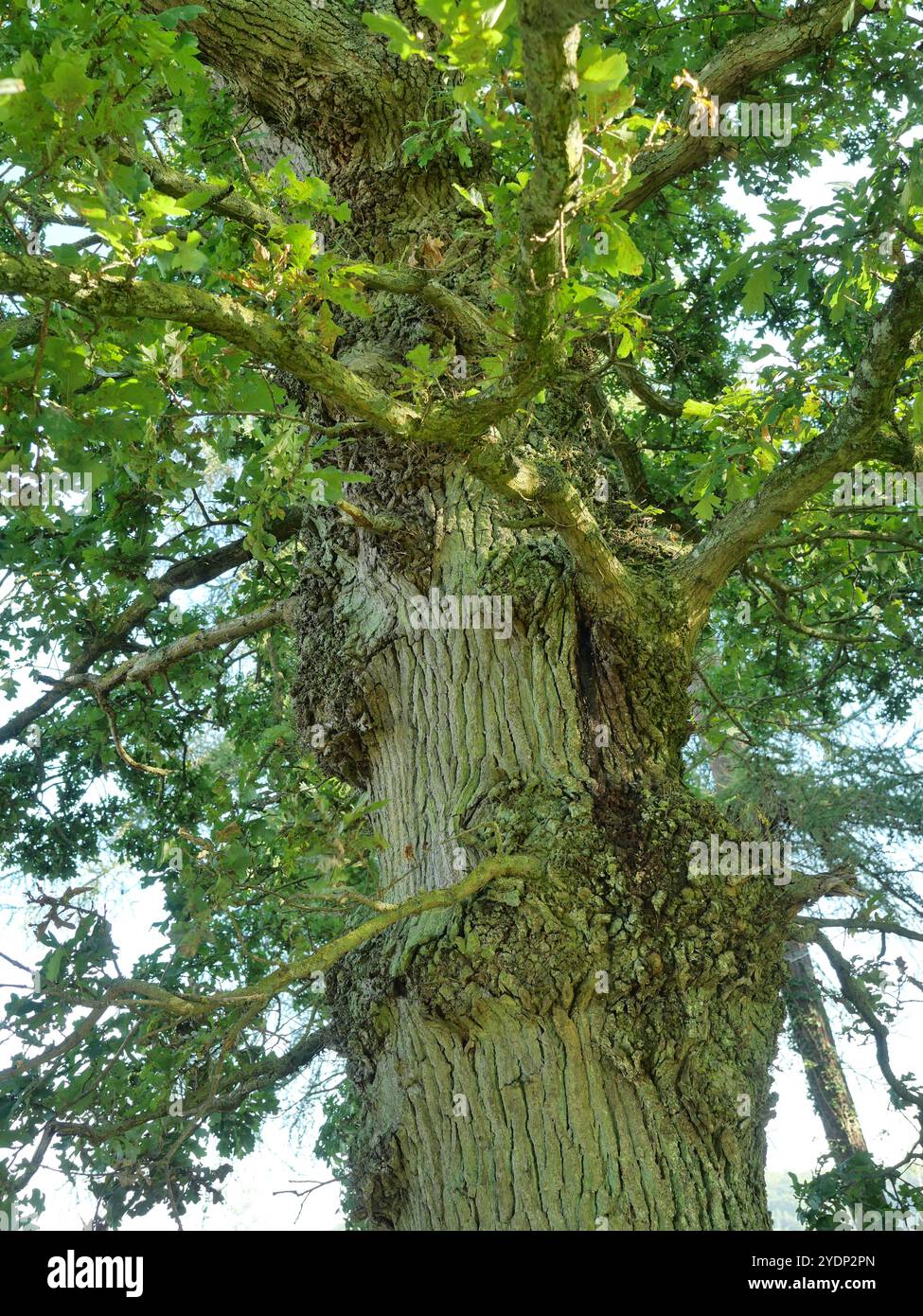 Makrofoto eines Masers auf einer alten Eiche. Die unregelmäßige Holzmaserung und die vielfältigen Farben machen diese natürliche Formation zu einem fesselnden Motiv. Stockfoto