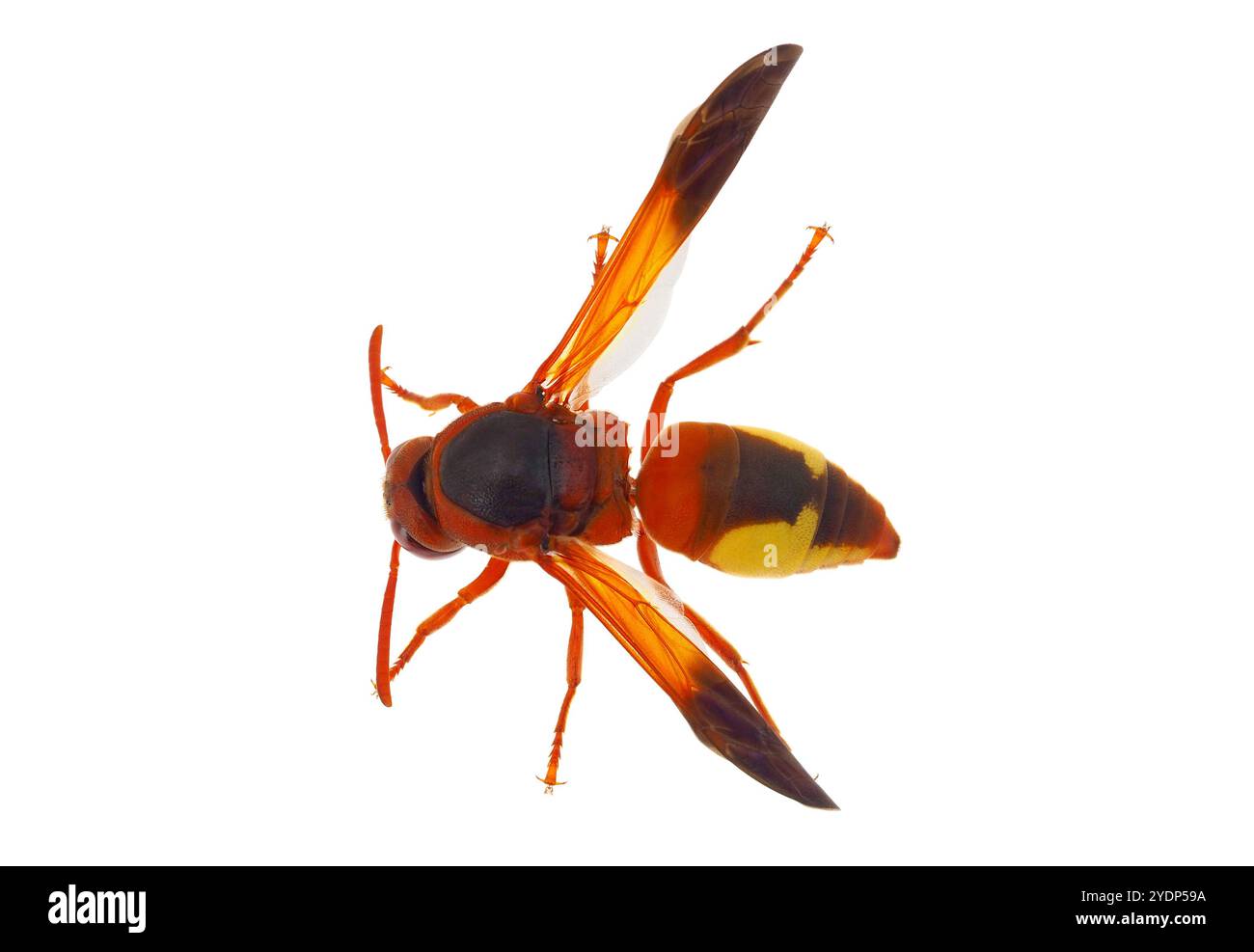 Mediterrane Snouted Töpferwespe isoliert auf weißem Hintergrund, Rhynchium oculatum Stockfoto