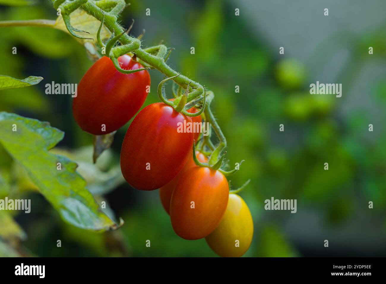 Datterino-Tomaten, reif und hell, hängen in einem engen Cluster von der Rebe. Ihre dünne, glänzende Haut, ihre lange Form und ihr süßes Fleisch machen sie zu einem Perf Stockfoto