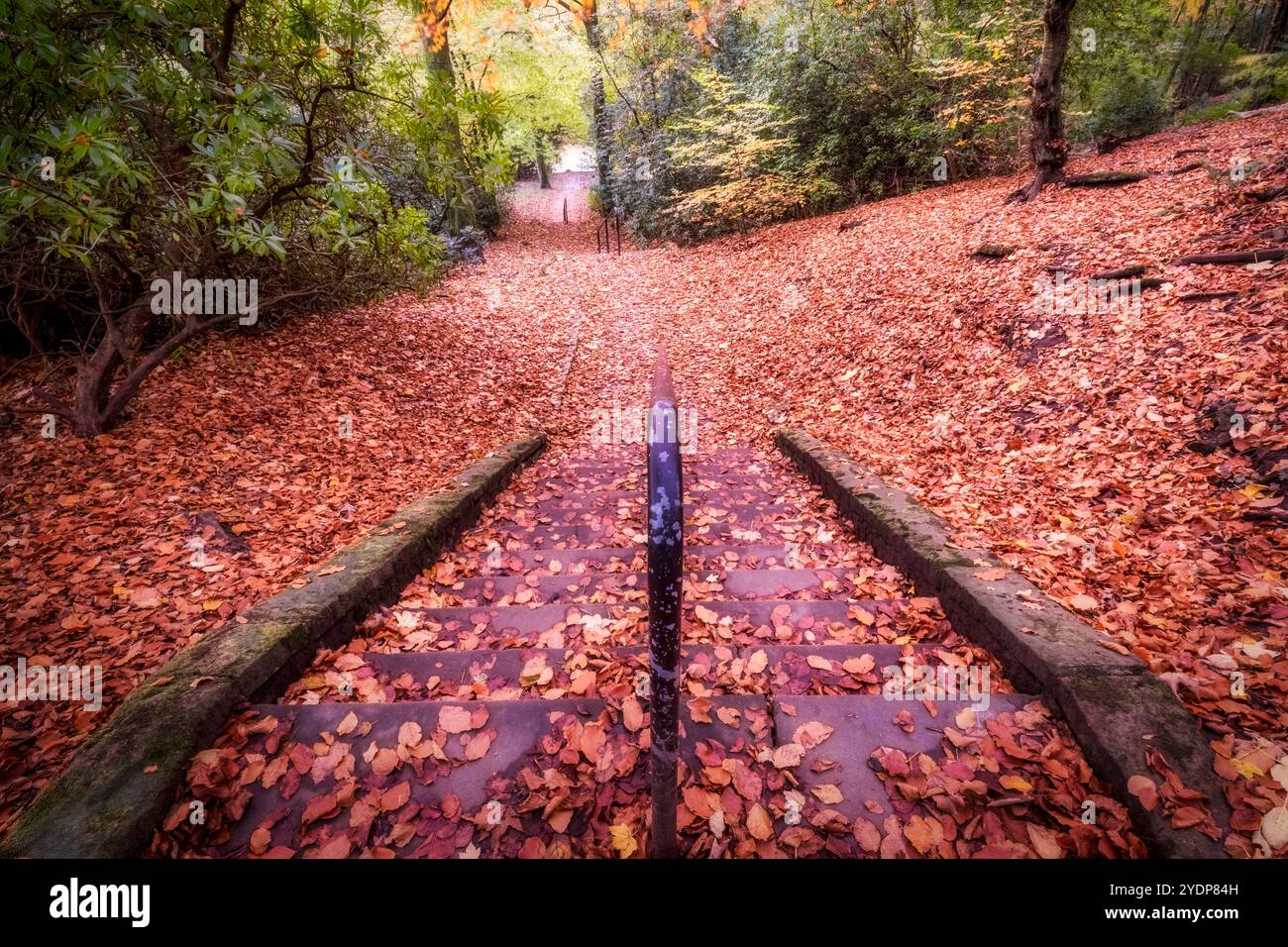 Herbstlaub bedeckt Stone Steps im Corporation Park, Blackburn, Lancashire, Großbritannien Stockfoto
