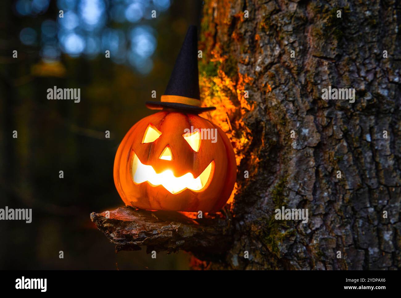 Bayern, Deutschland - 27. Oktober 2024: Halloween Kürbis mit Hexenhut im Wald, glühende Laterne als Teil des amerikanischen Volksbrauchs *** Halloween Kürbis mit Hexenhut im Wald, leuchtende Laterne als Teil des amerikanischen Volksbrauchs Stockfoto