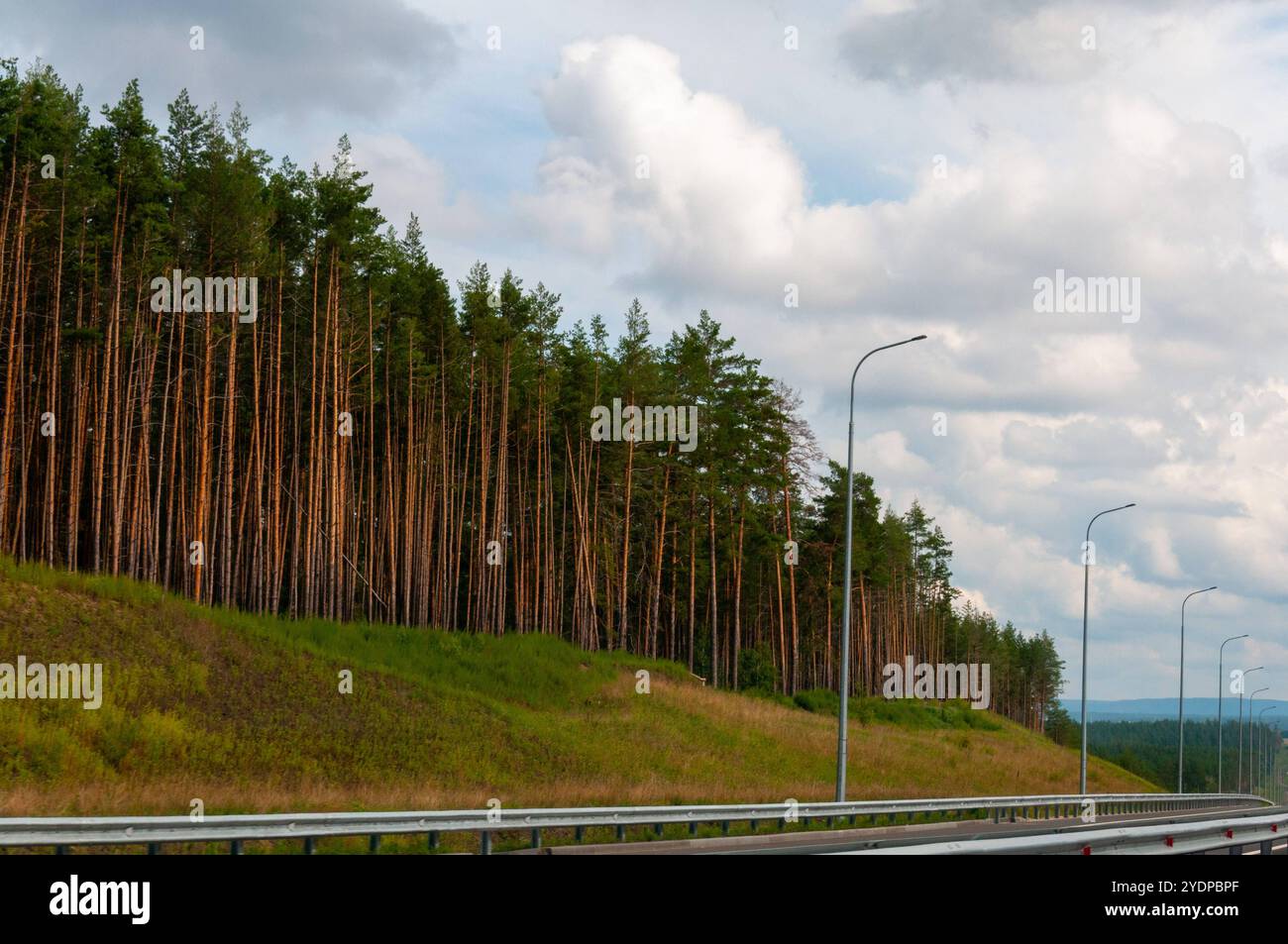 Wald Mischwald in der Samara Region Samara Region Samara Russland Copyright: XSvetlanaxVozmilovax Vozmilova6246 Stockfoto