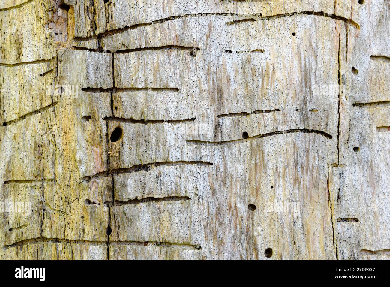 Eine Nahaufnahme von Linien und Löchern, die von Baumwürmern oder Larven gemacht wurden. Auf dem Baum ist keine Rinde mehr. Nahansicht. Stockfoto