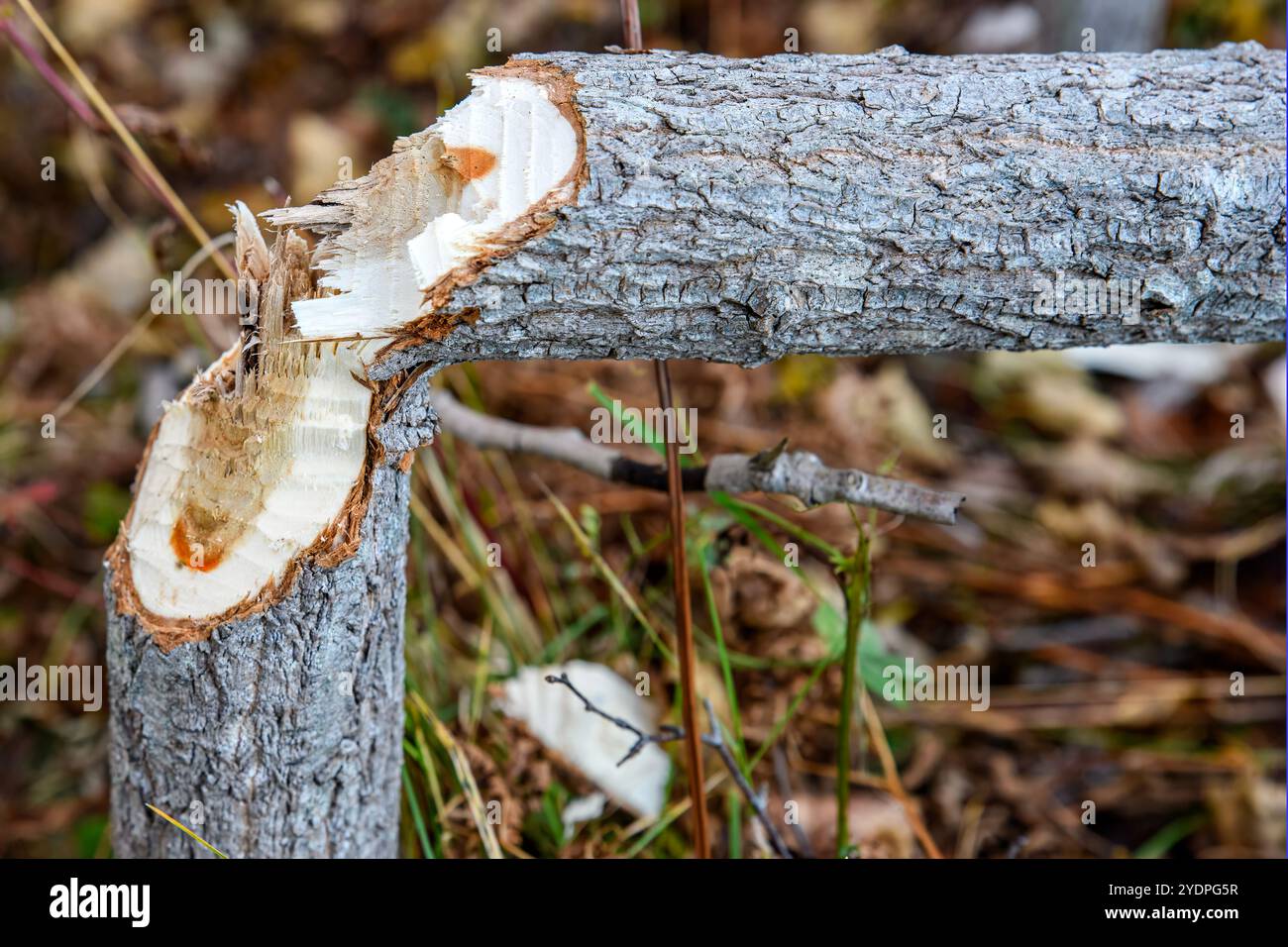 Ein kleiner Baum, der von einem Biber gefällt wurde. Es liegt auf dem Boden, aber immer noch am Stumpf befestigt. Nahansicht, Raum für Text. Stockfoto