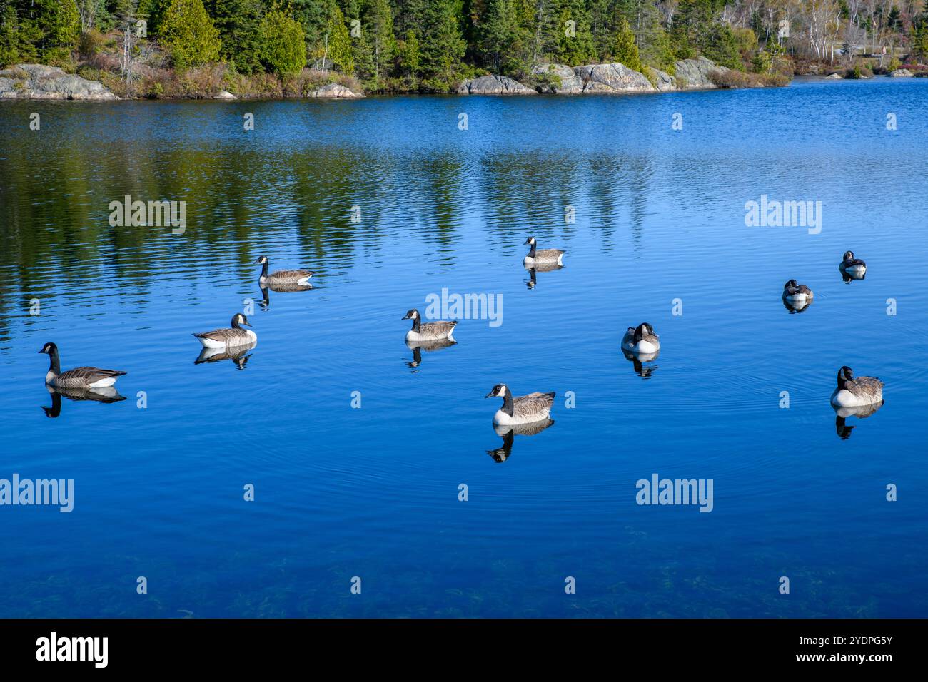 Eine Gruppe Kanadiengänse, die an einem sonnigen Tag im Wasser schwimmen. Bäume und Felsen am fernen Ufer. Es gibt zehn Gänse. Stockfoto