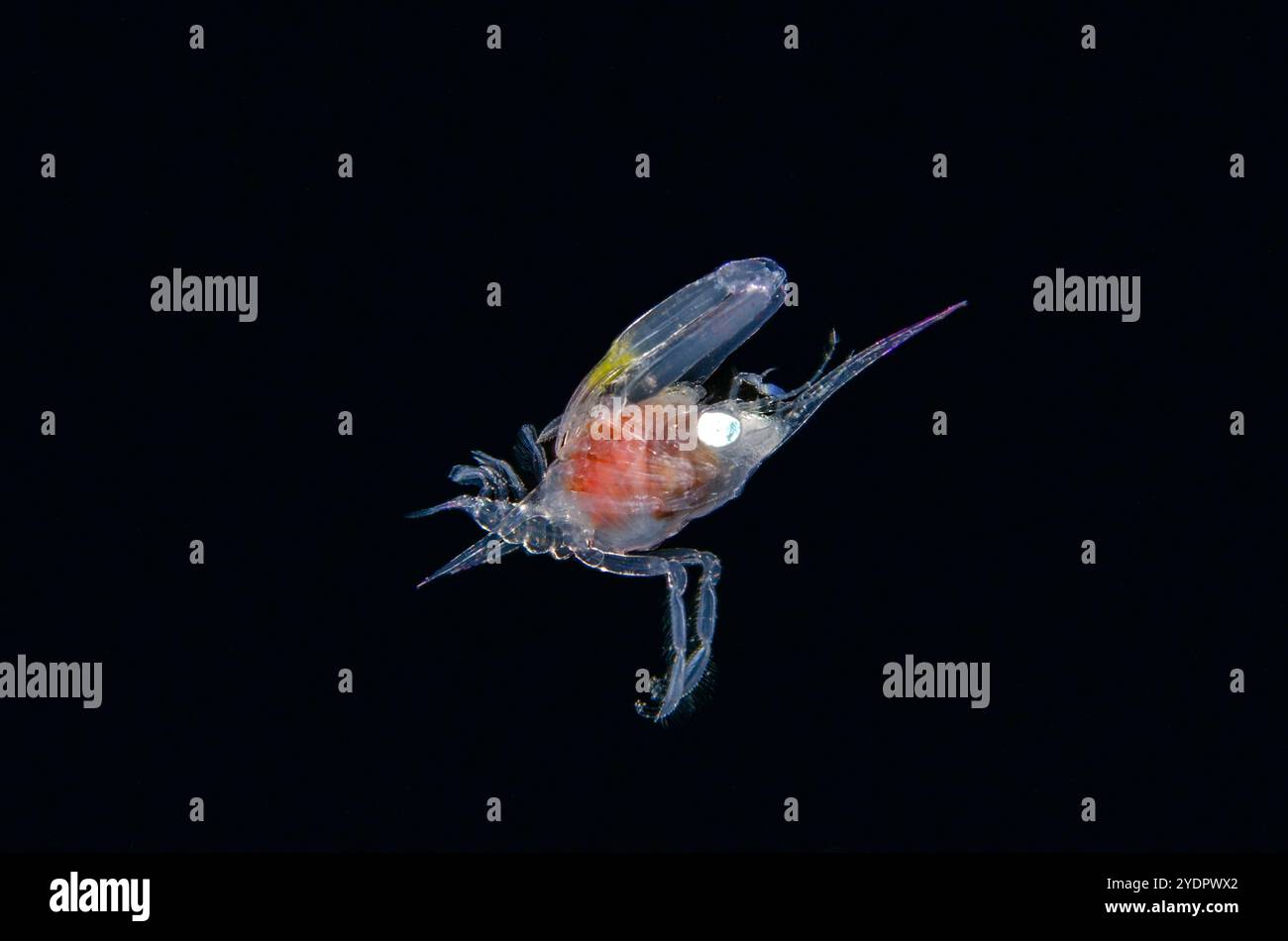 Krabben Megalopa letzte Larvenstufe, Brachyura Infrastruktur, schwimmend in der Wassersäule, Schwarzwasser Nacht Tauchgang, Seraya, Karangasem, Bali, Indonesien Stockfoto