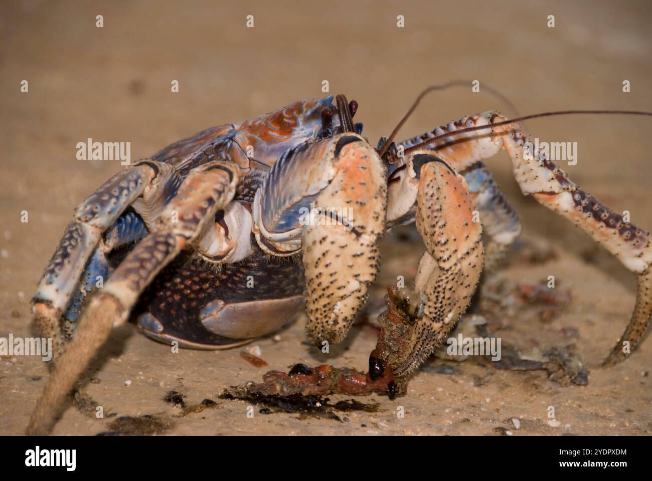 Räuberkrabbe, Birgus Latro, auf der Straße, zerquetschte Krabben kannibbeln, Christmas Island, Australien Stockfoto