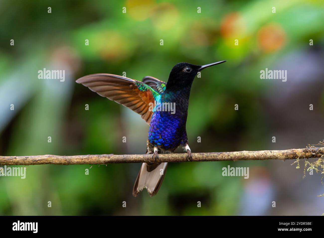 Samtlila Coronet Kolibri mit voll ausgestreckten Flügeln, während er auf einem Ast hockt. In Mindo, Ecuador Stockfoto